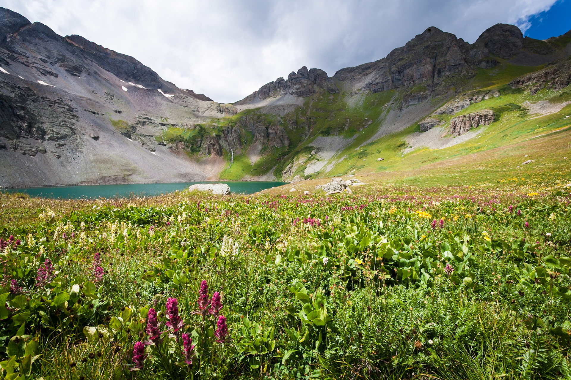 Wild Flowers at Clear Lake at County Road 12, San Juan Nat'l Forest, CO, USA