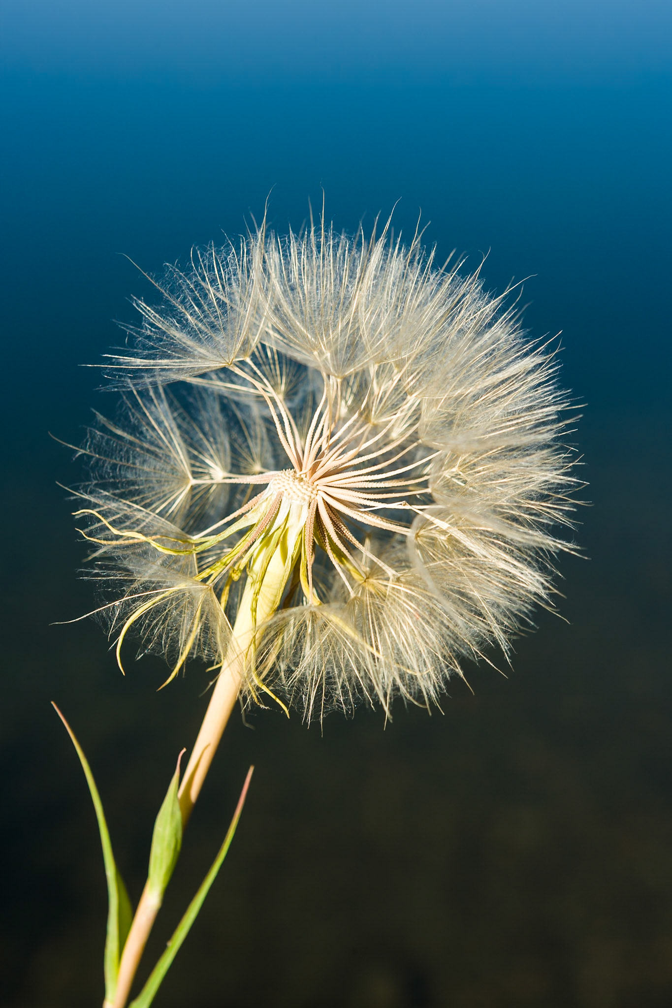 Wild flowers at Grand Teon National Park, Wyoming, USA
