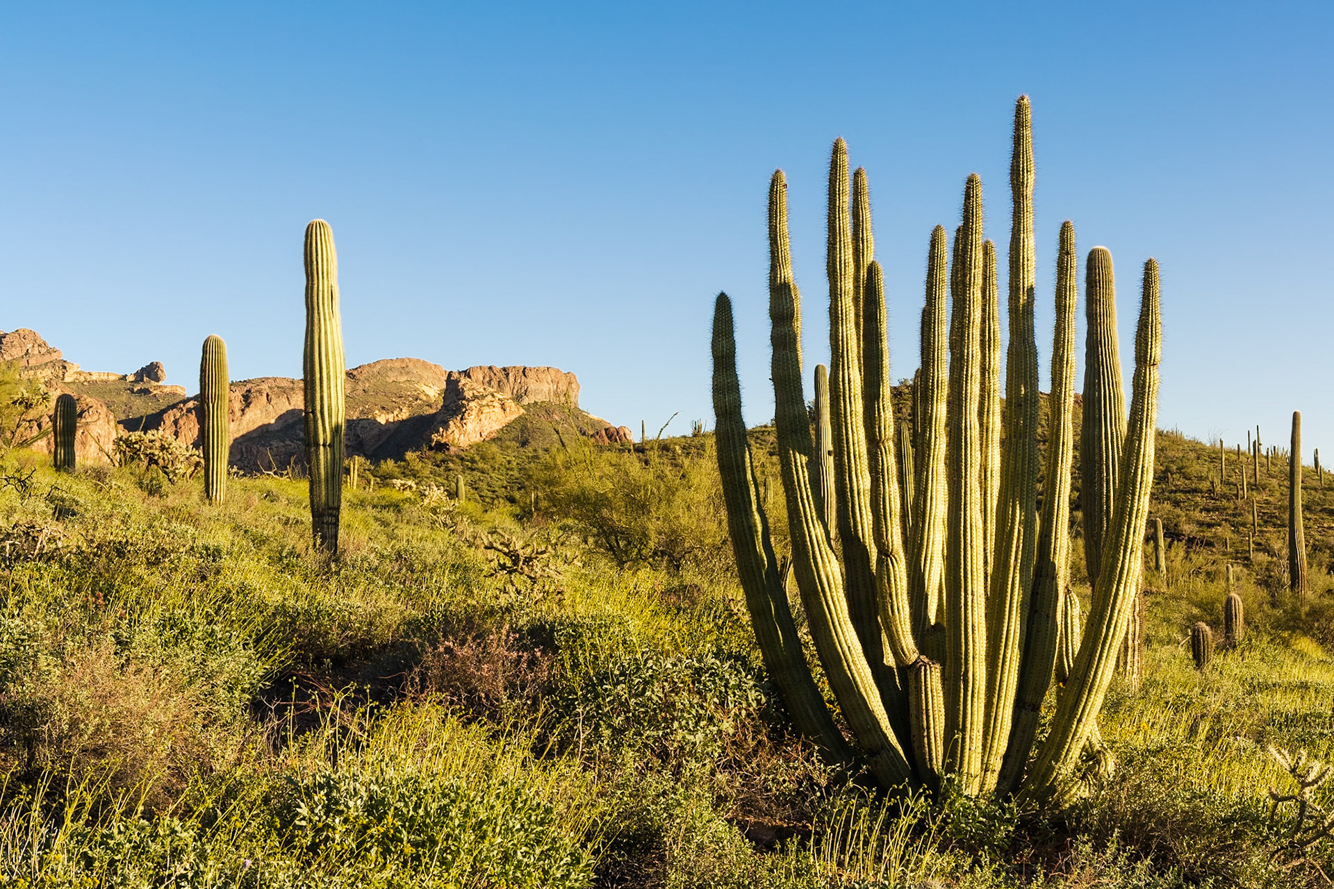 Organ Pipe Cactus National Monument, Arizona, USA