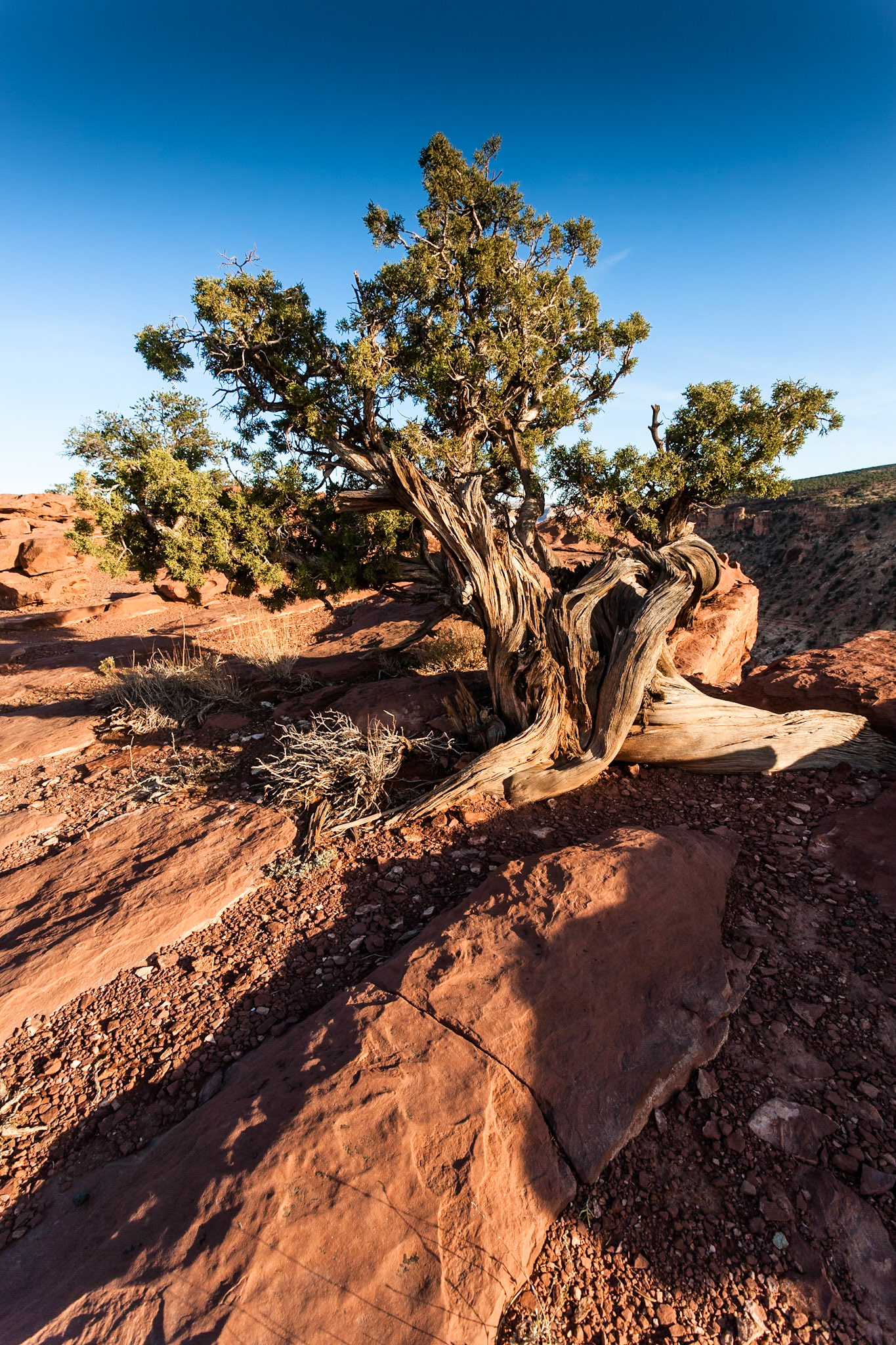 Capitol Reef Nat'l Park, Utah at Goosenecks point, Utah, USA