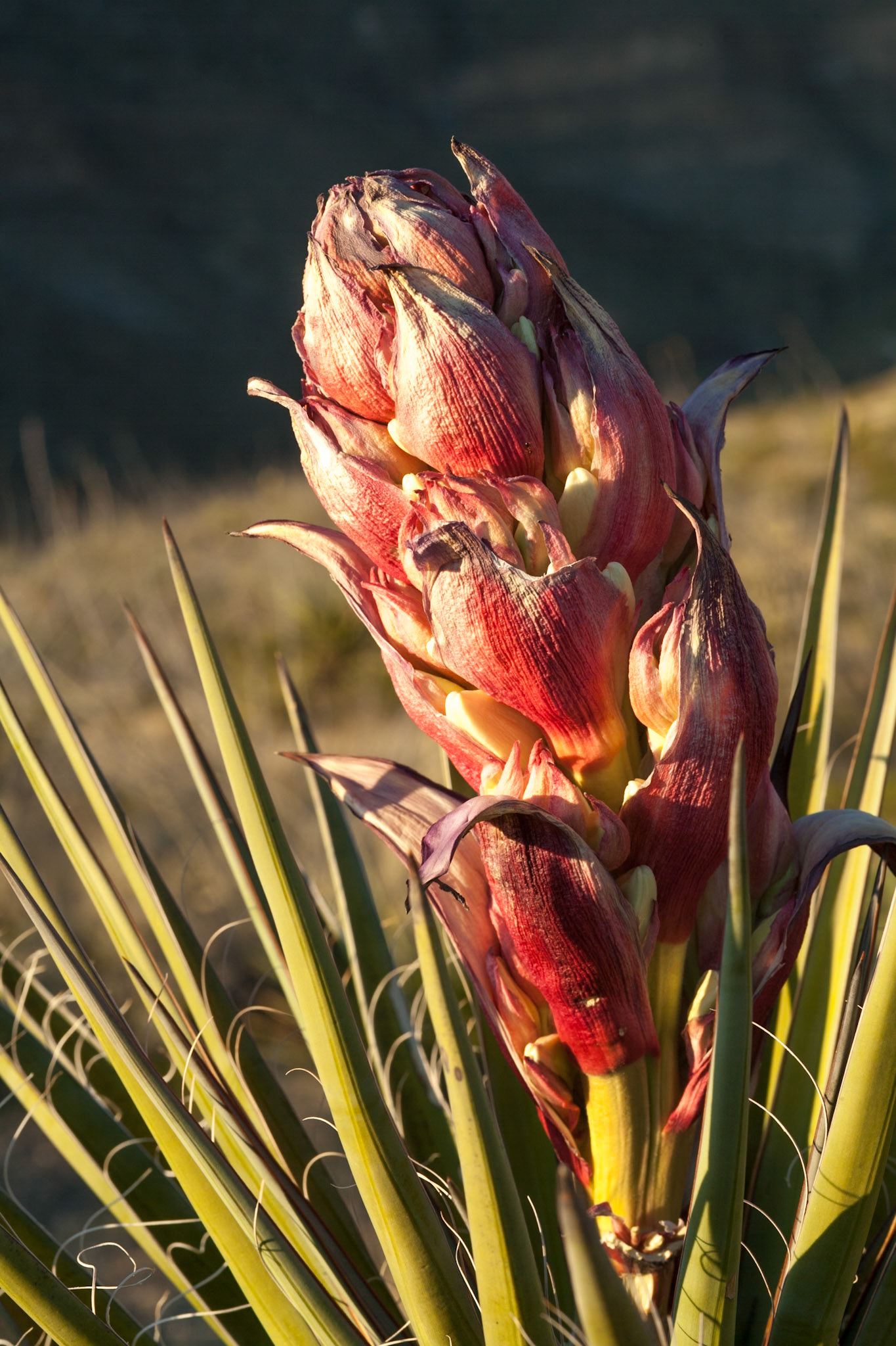 Blooming Agave in Oliver Lee State Park, New Mexico, USA