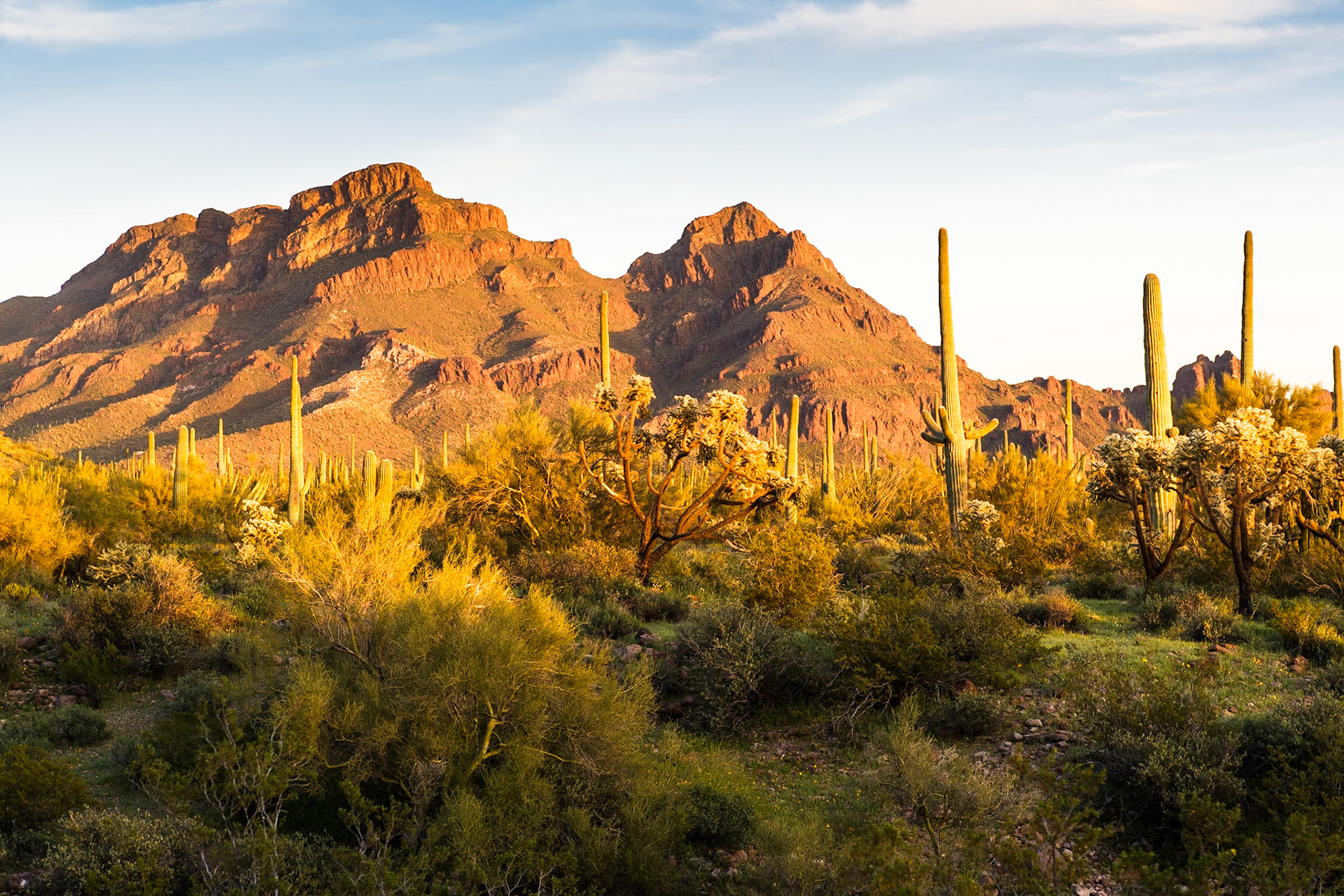 Organ Pipe Cactus National Monument, Arizona, USA