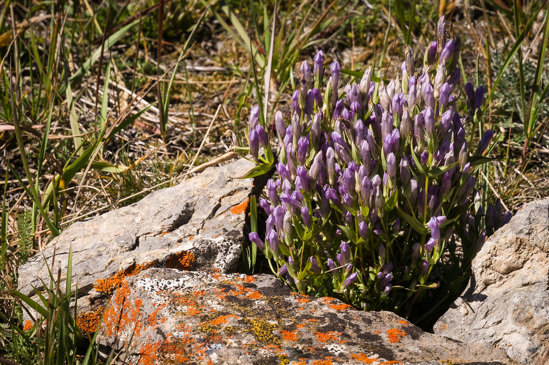Wildflowers in Jasper Nat'l Park, Alberta, CA