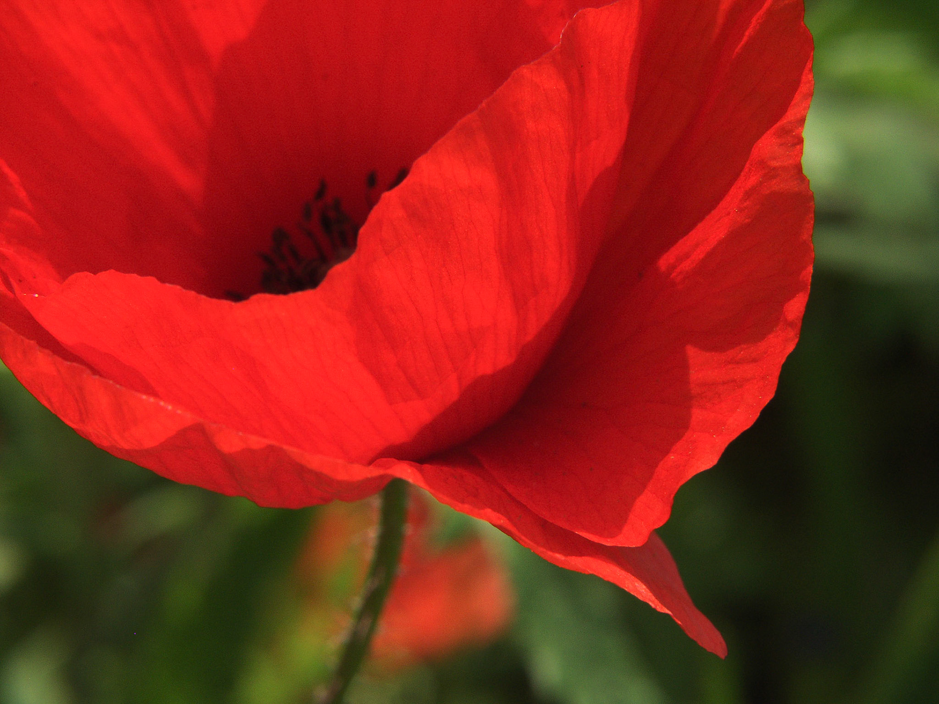 red poppy