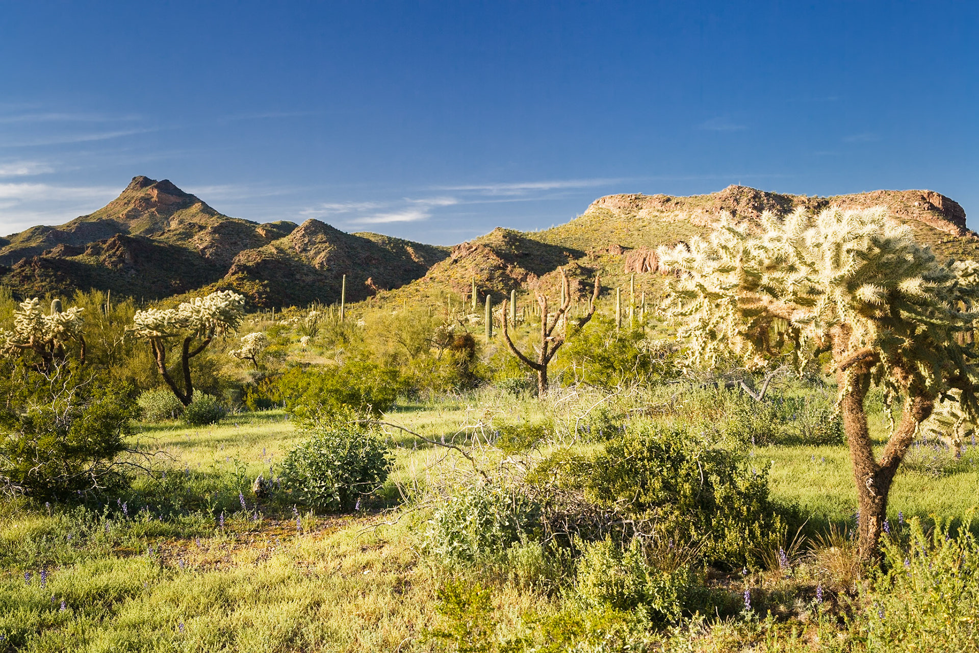 Organ Pipe Cactus National Monument, Arizona, USA