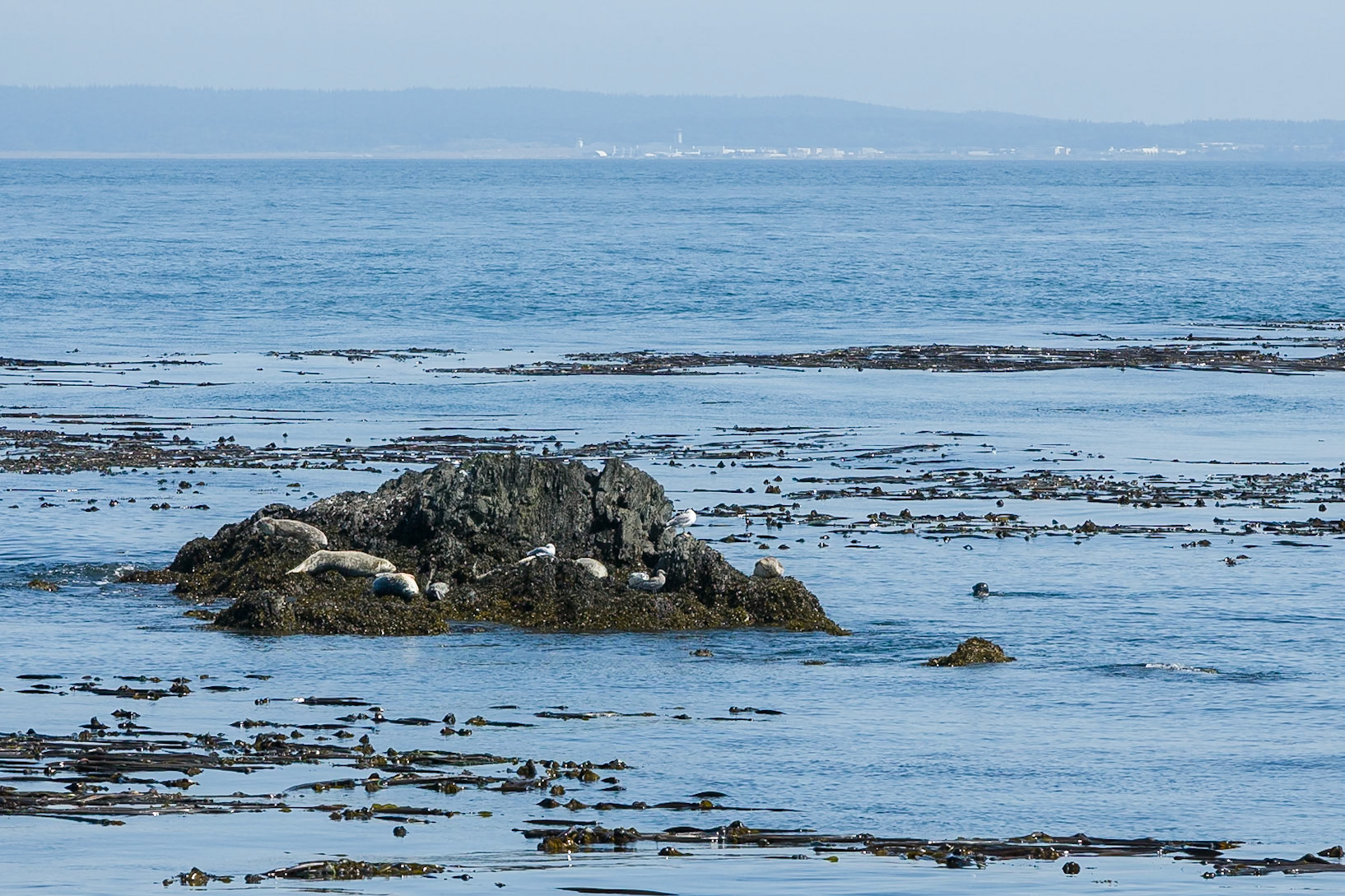 Orca Whales Tour from Anacortes to San Juan Island Washington, USA,