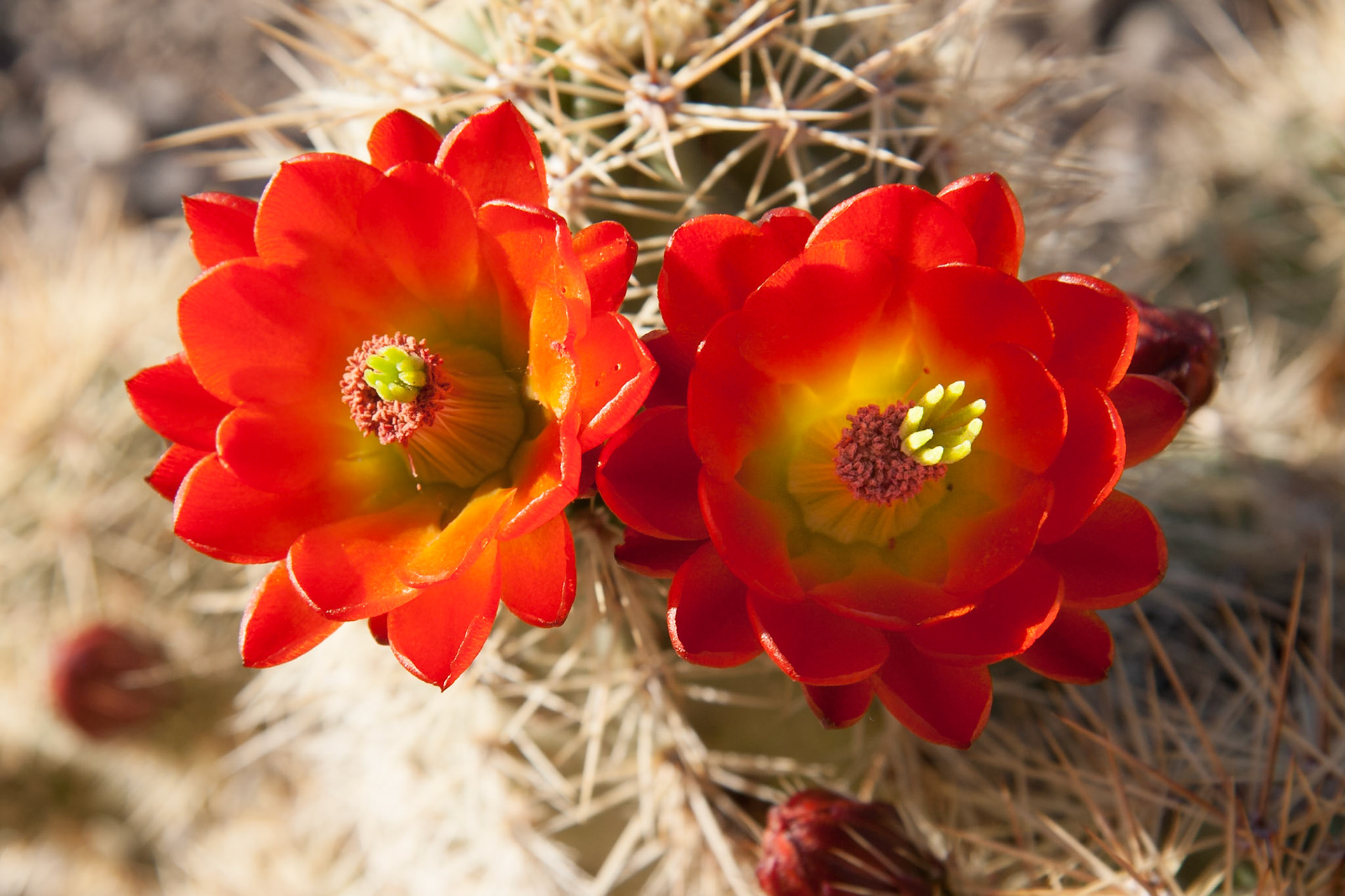 Blooming Hedgehog Cactus at Oliver Lee Memorial State Park, New Mexico, USA