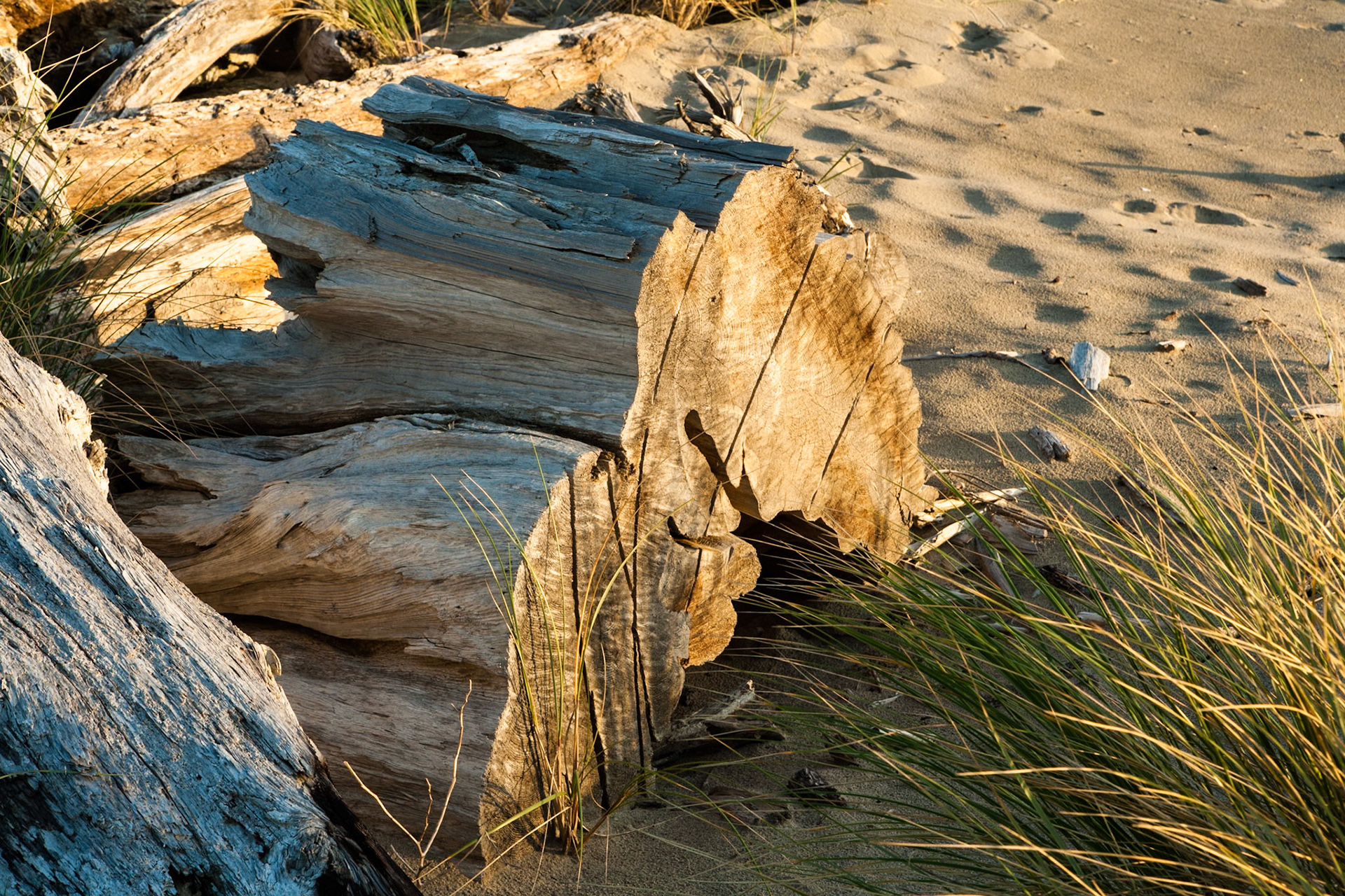 Driftwood at Nehalem Bay South Jetty, OR, USA