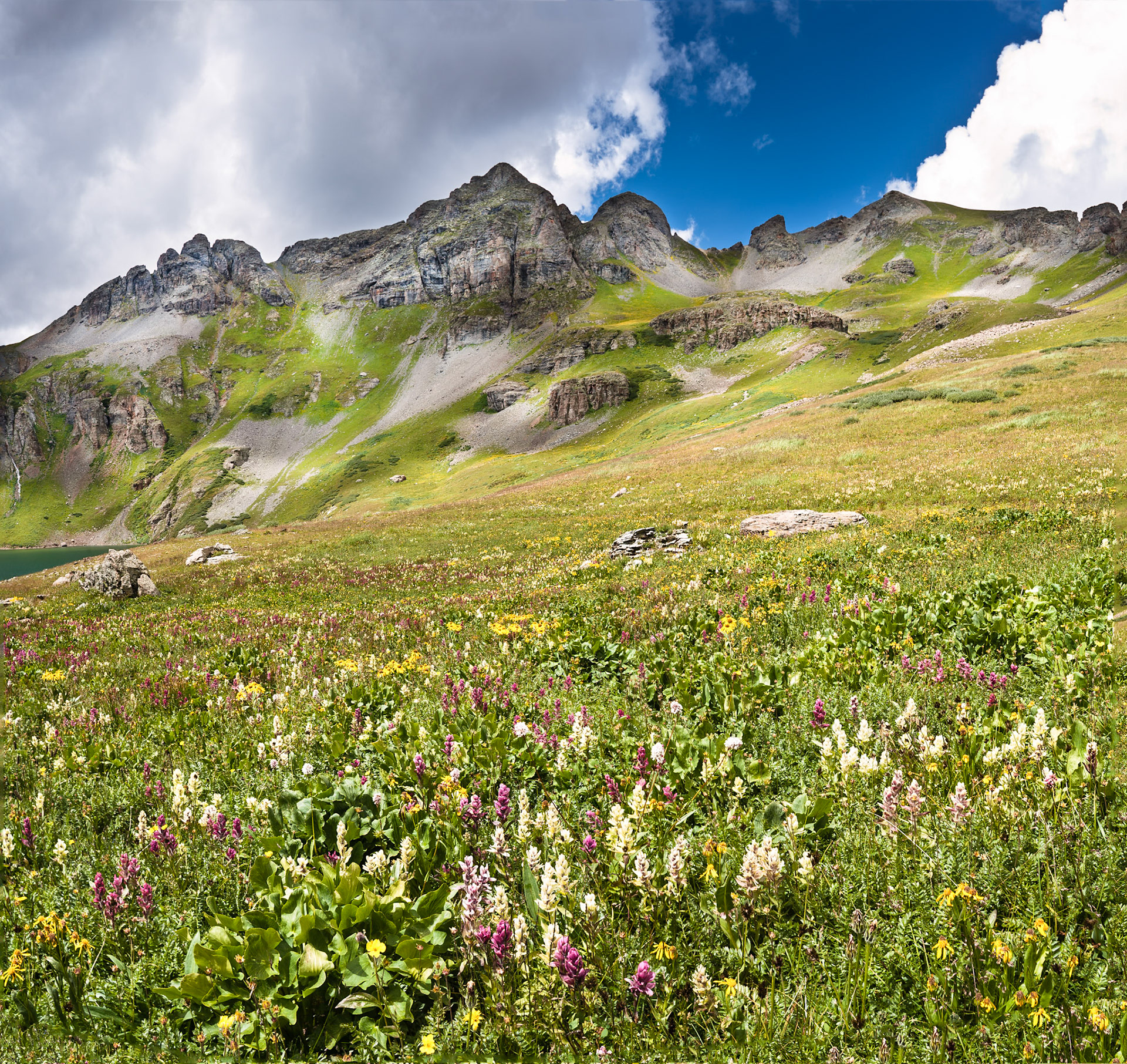 Wild Flowers at Clear Lake at County Road 12, San Juan Nat'l Forest, CO, USA