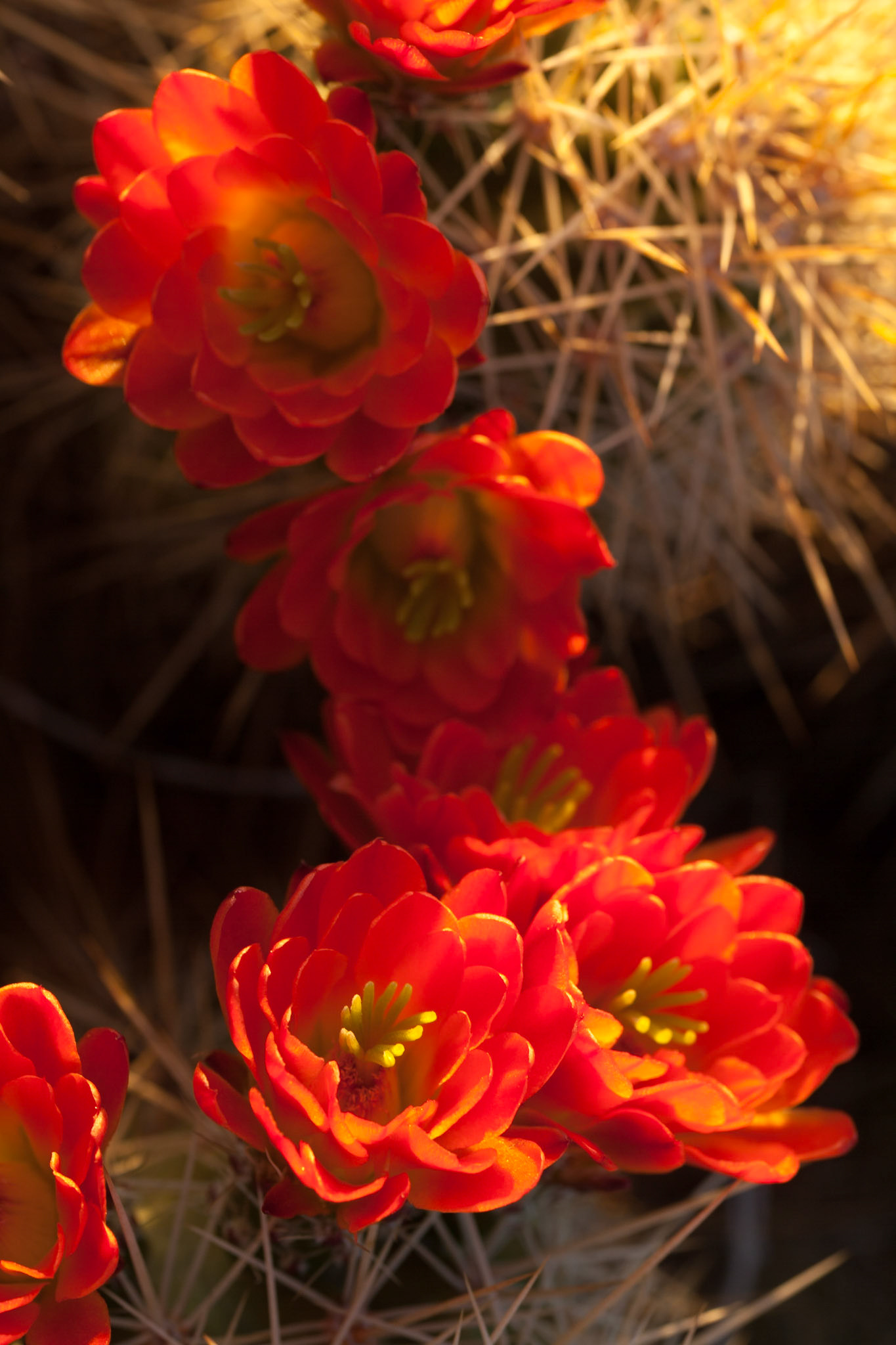 Blooming Hedgehog Cactus in Oliver Lee Mem. SP, NM, USA