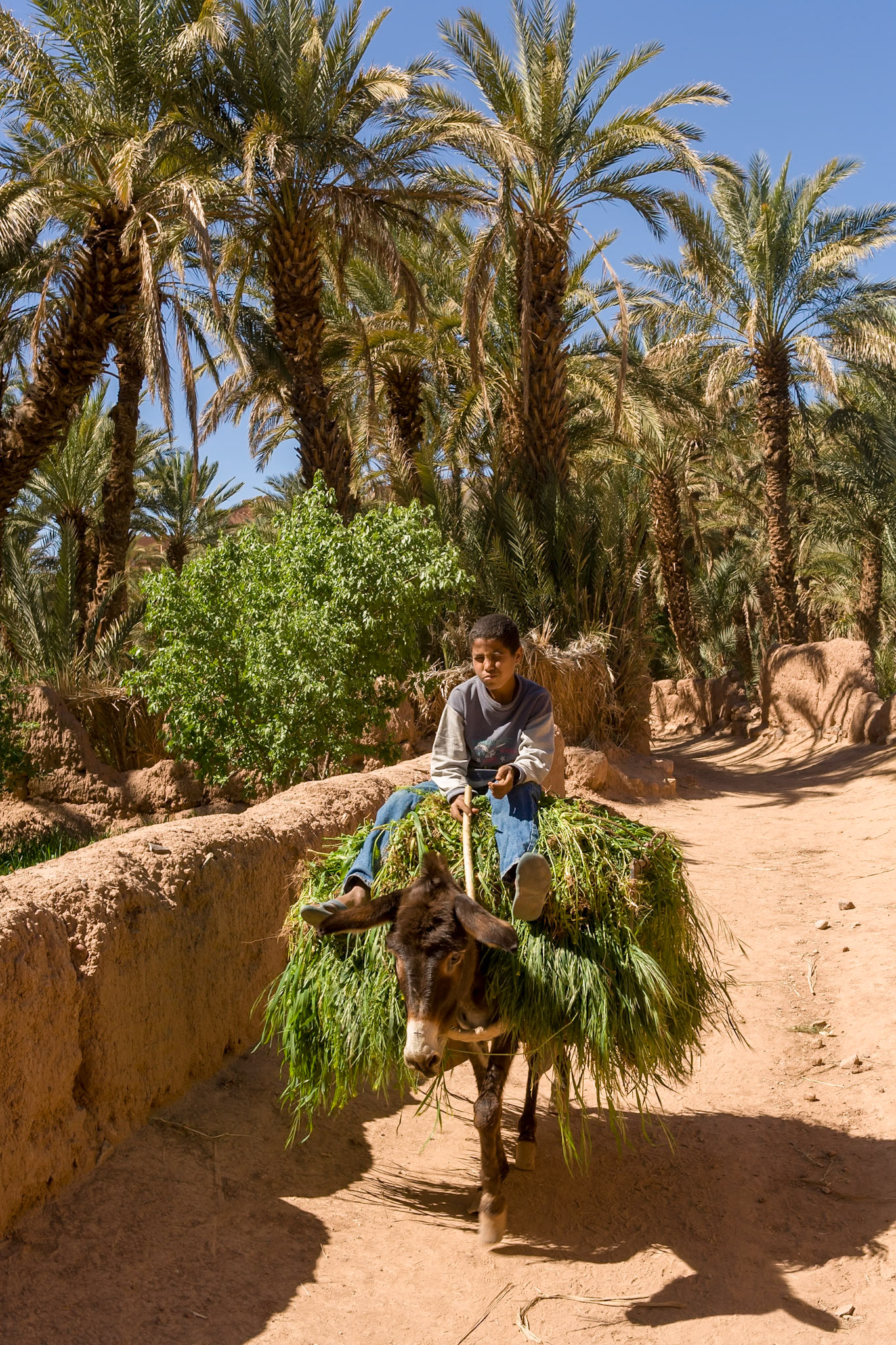 Boy on a donkey with a load of grass at Palmeria at Kasbah Oulad Othmane at N9 between Agdz and Zagora