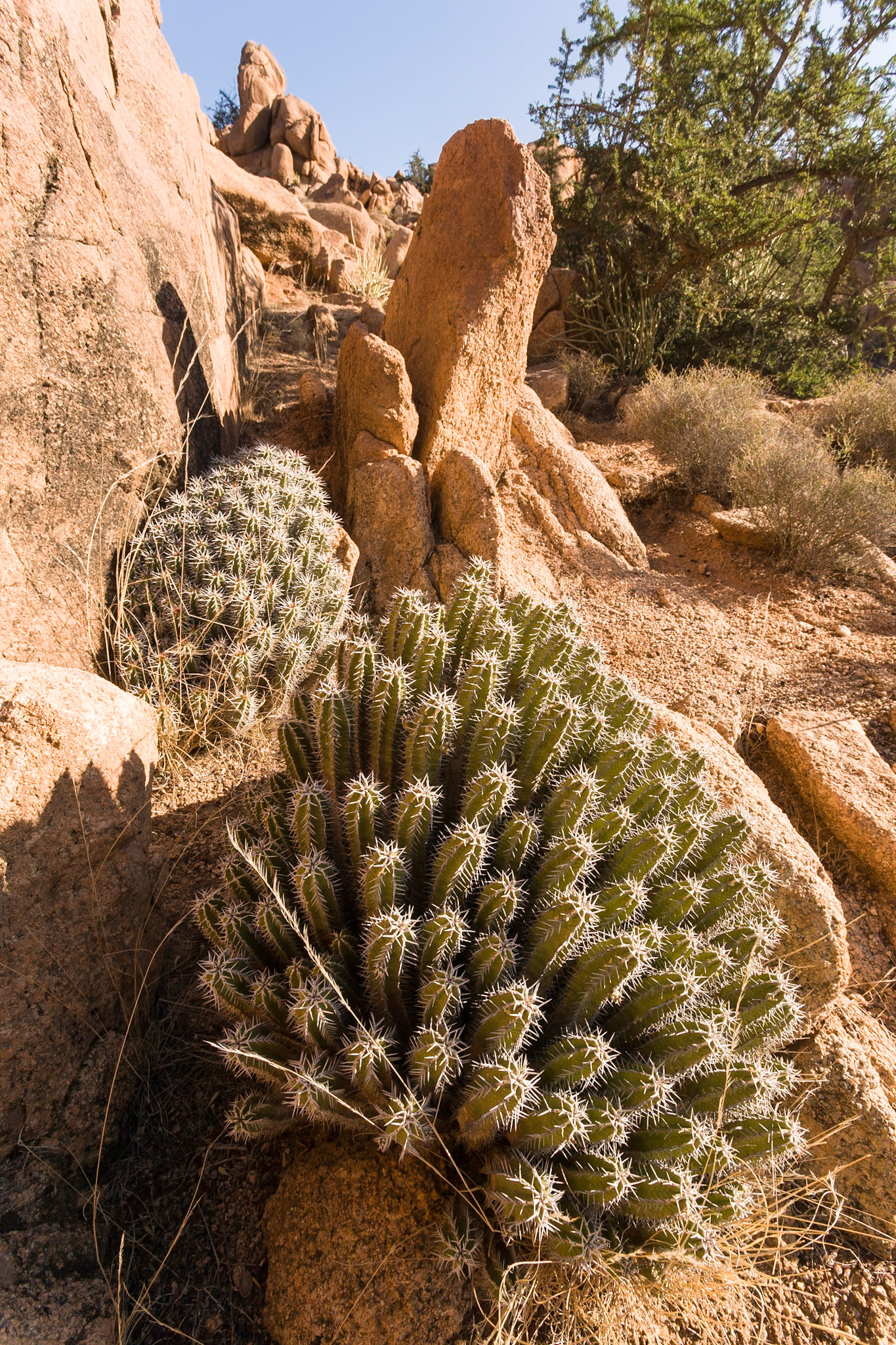 Cactus near Tafraoute, Mprocco