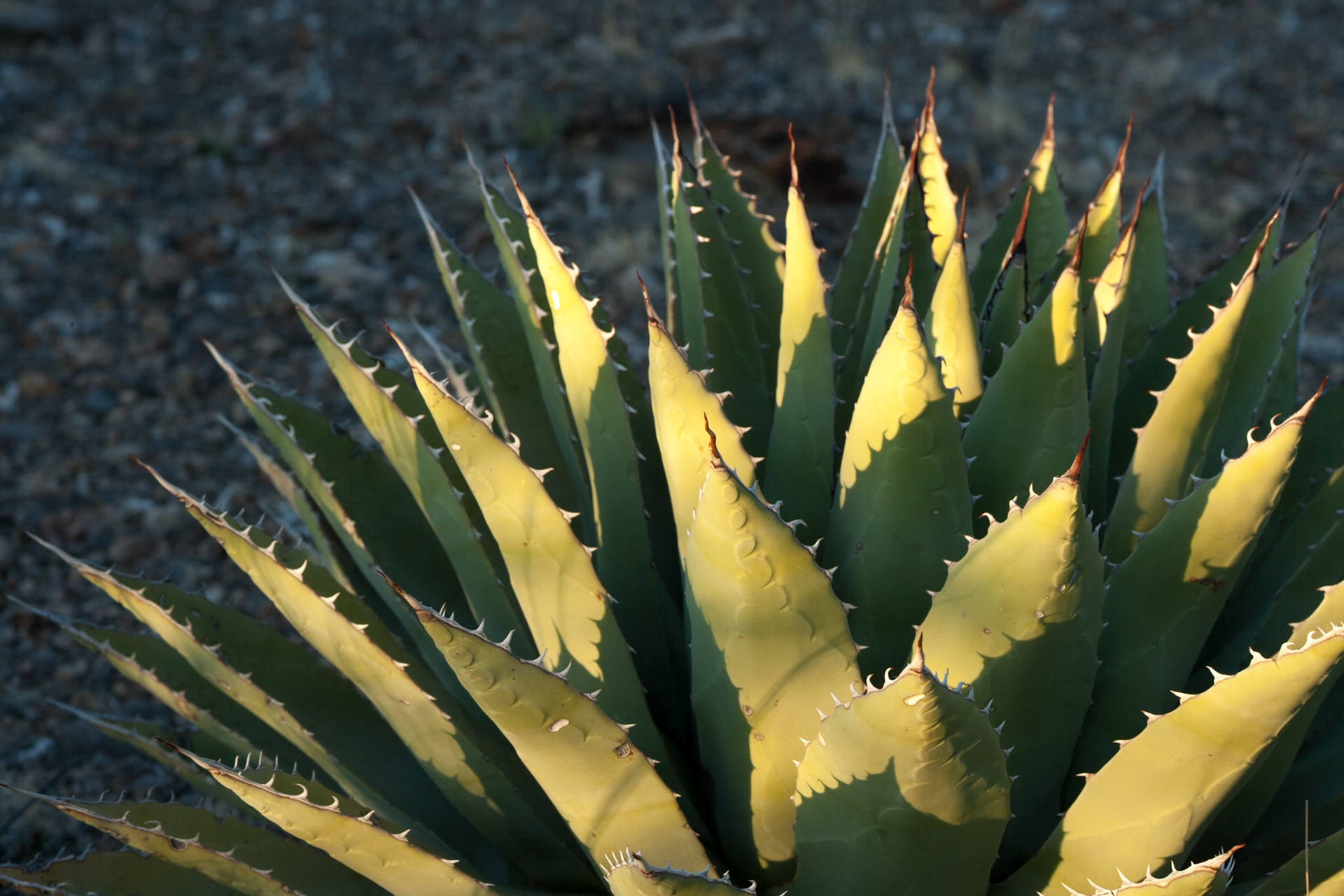 Agave in Oliver Lee State Park, New Mexico, USA