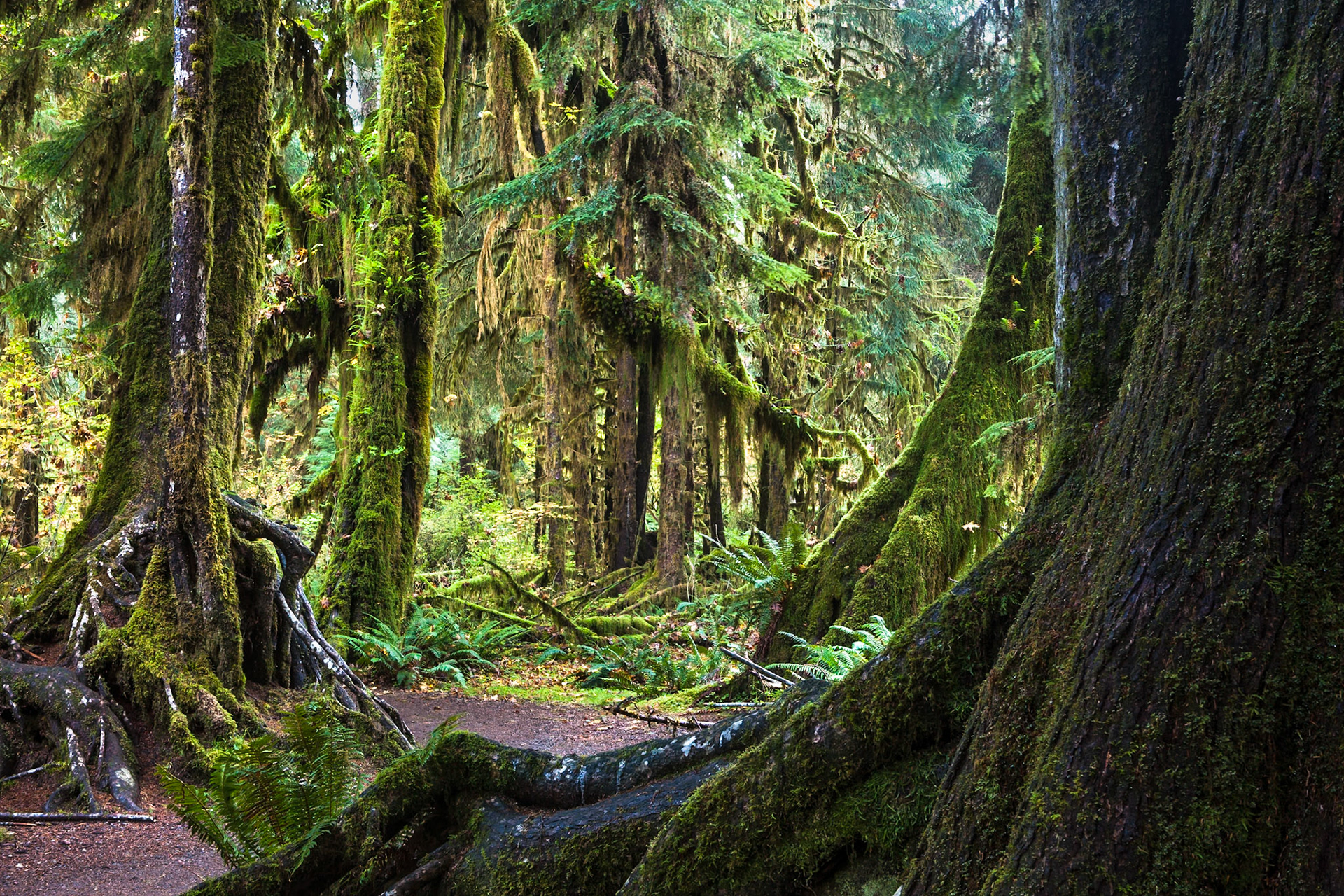 Hall of Mosses in the Hoh Rainforest at Olympic national Park, Washington, USA