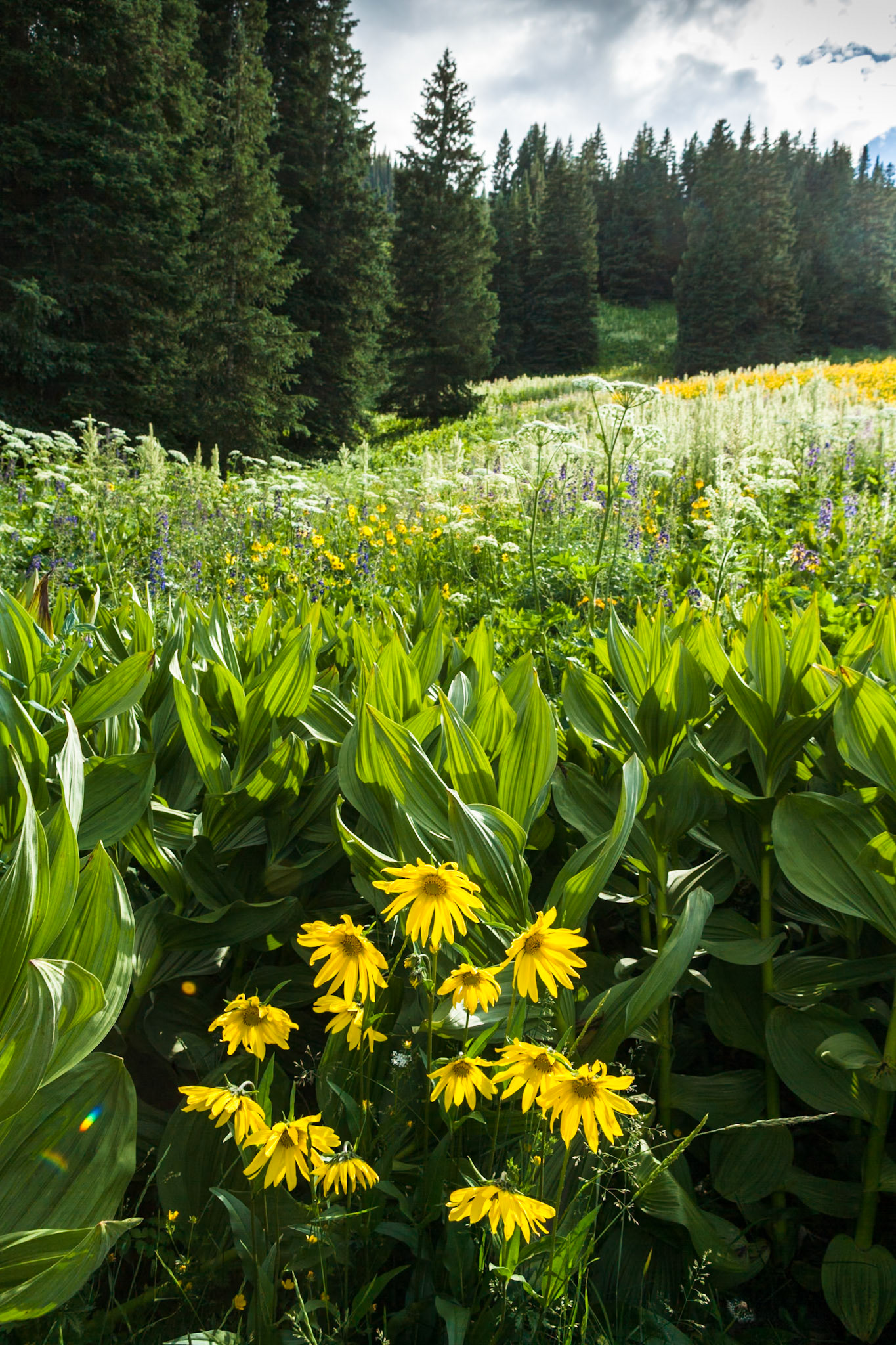 County Road 317 North of Crested Butte, CO, USA