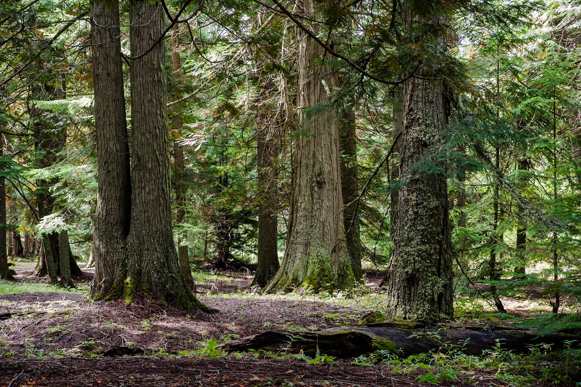 Trail of the Cedars, Glacier National Park, Montana, USA