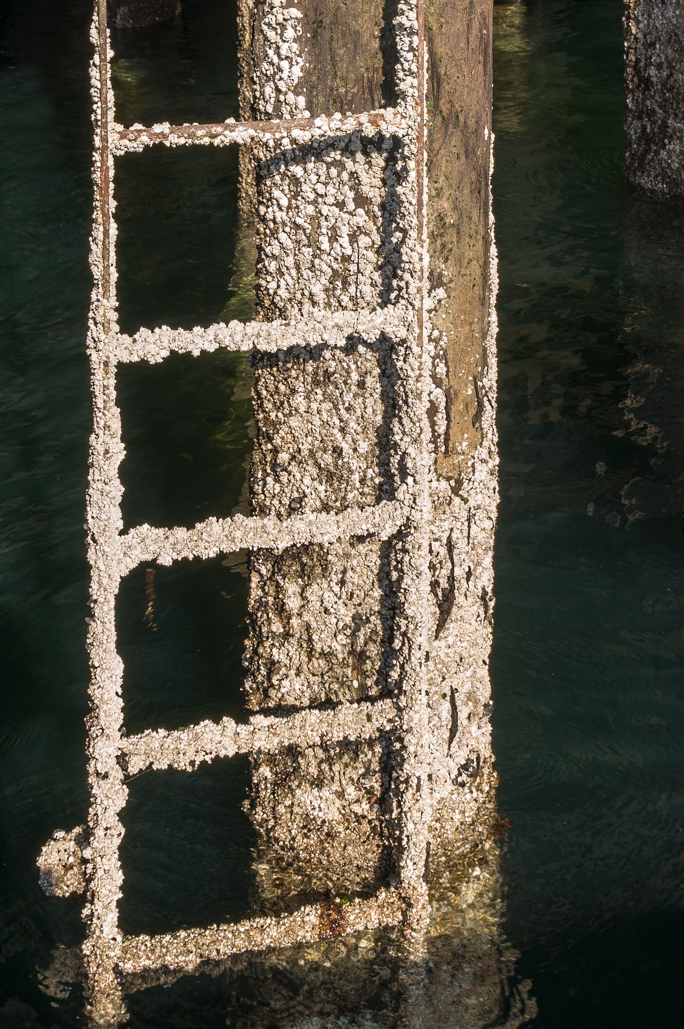 Ladder covered with shelves at the harbor of Seatle, WA, USA