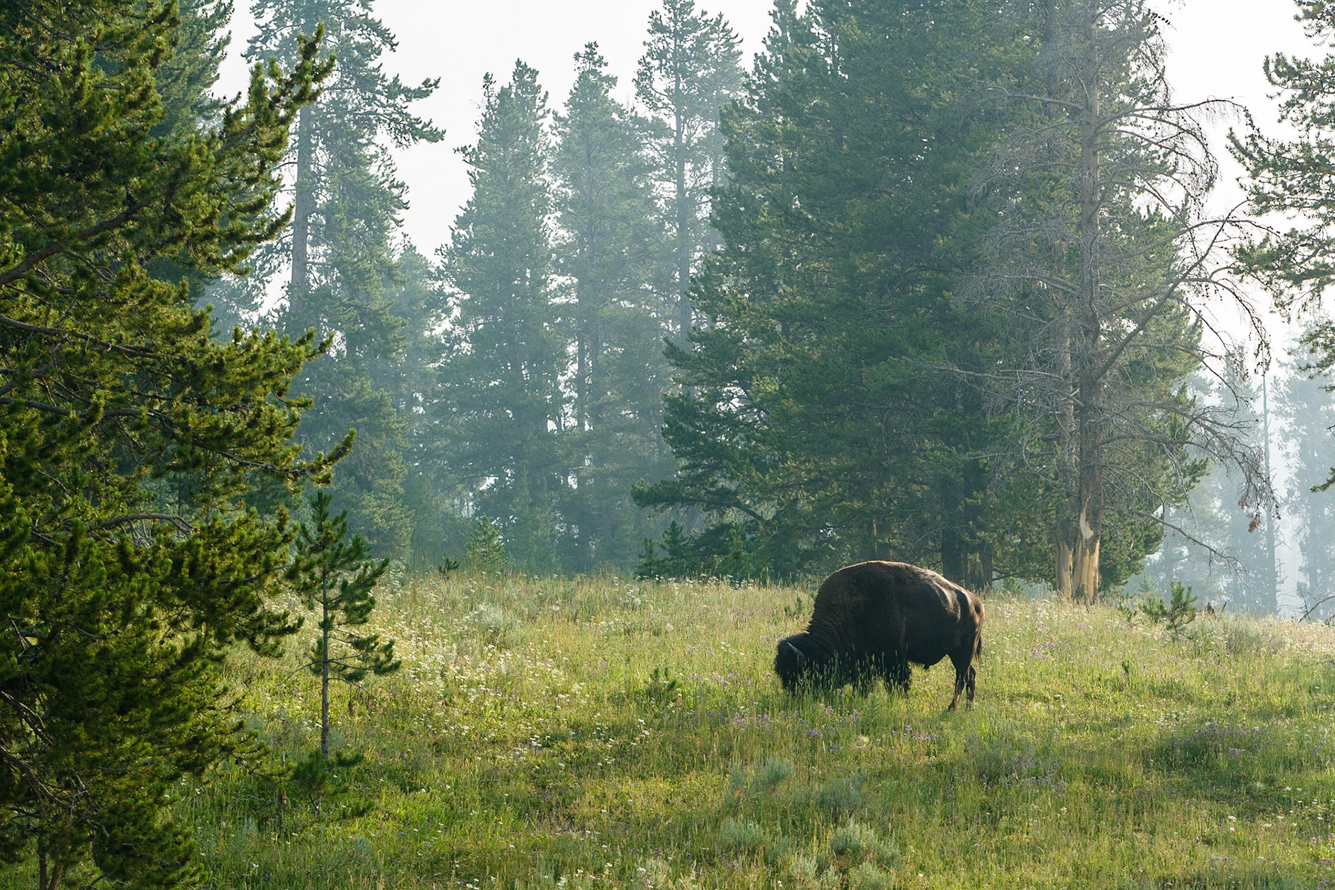 Buffalo in Yellowstone National Park, Wyoming, USA