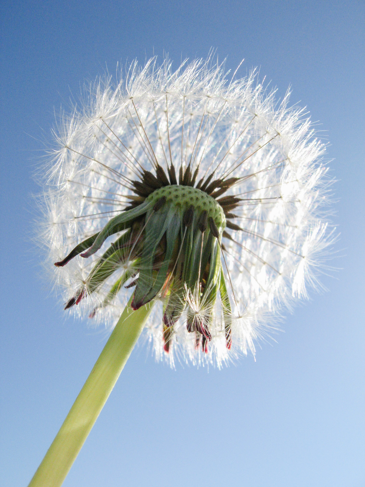Dandelion