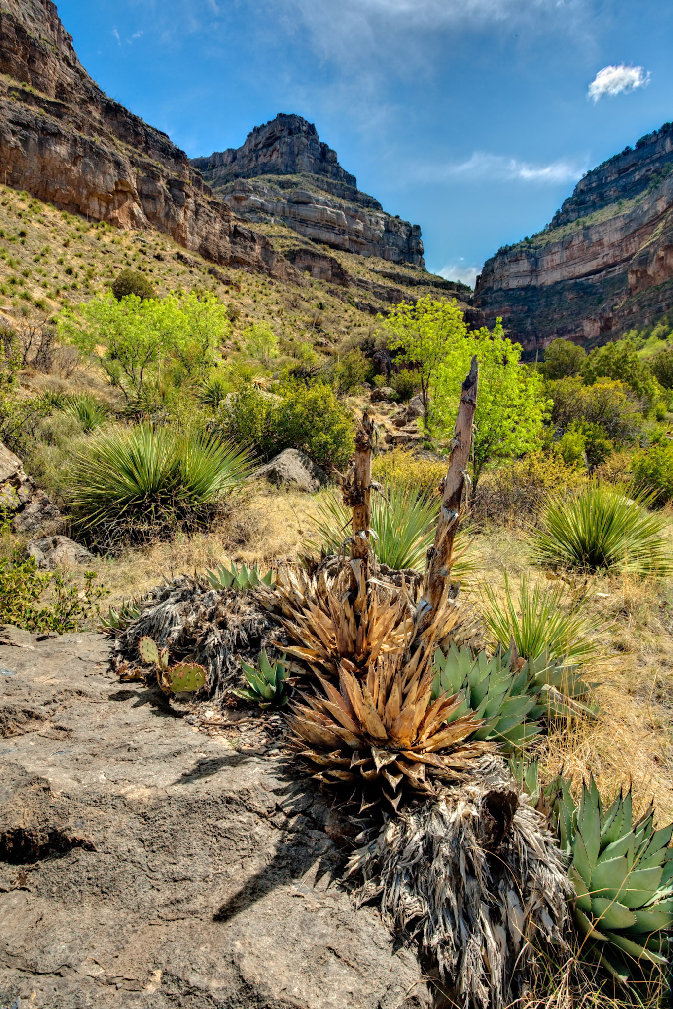 Dog Canyon at Oliver Lee Memorial State Park, New Mexico, USA
