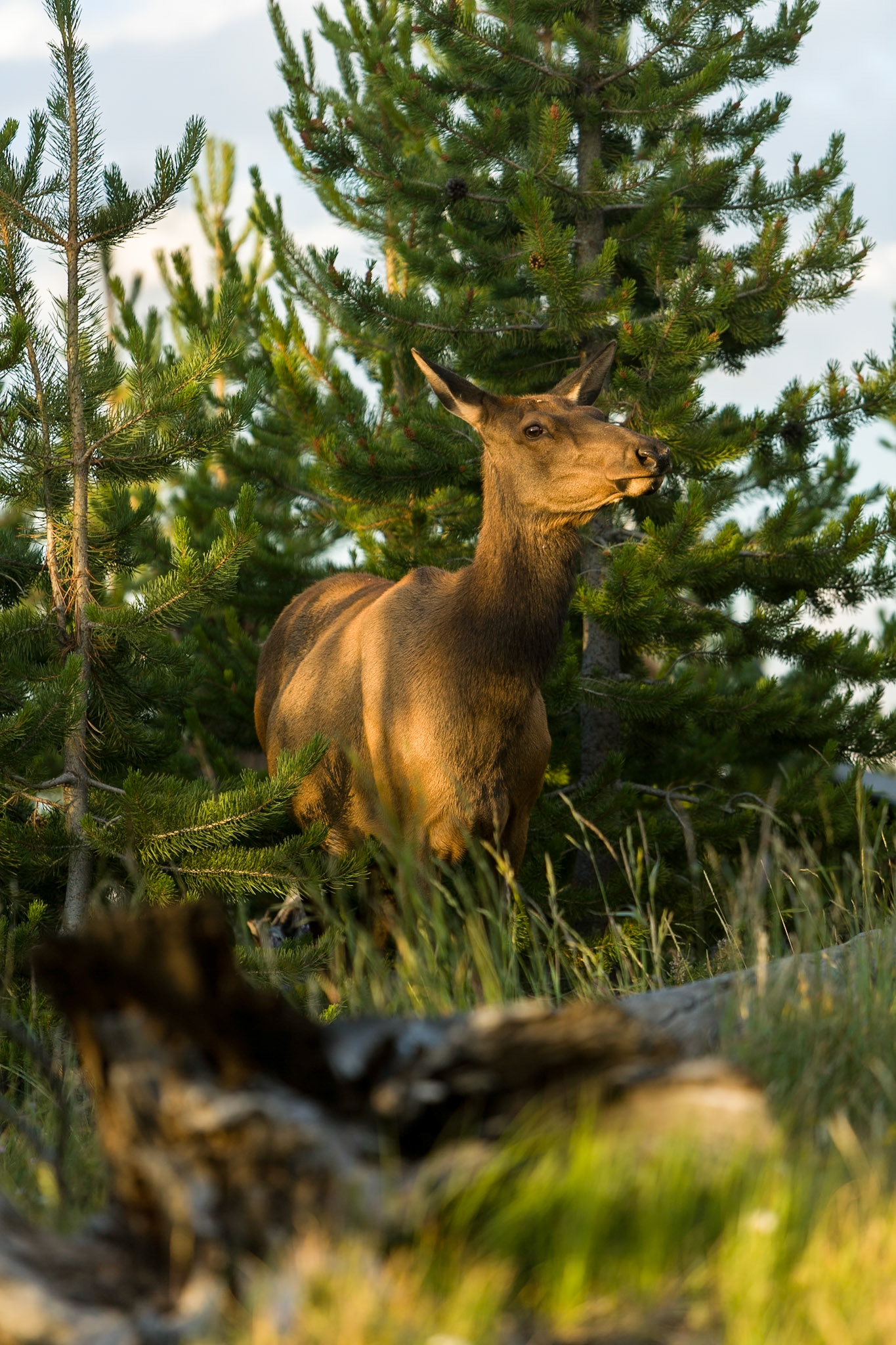 Elk in Yellowstone National Park, WY, USA