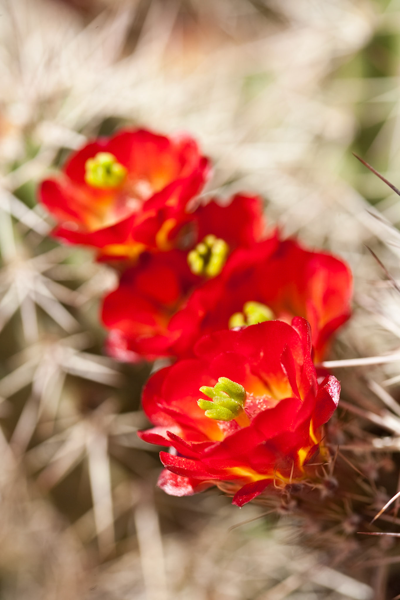 Flowering Hedgehog Cactus in Zion National Park, UT, USA
