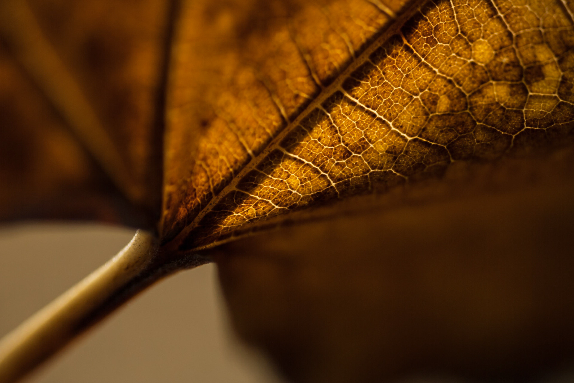 Autumn leaf, AESTHETIC OR COMMERCIAL APPEAL OF IMAGE