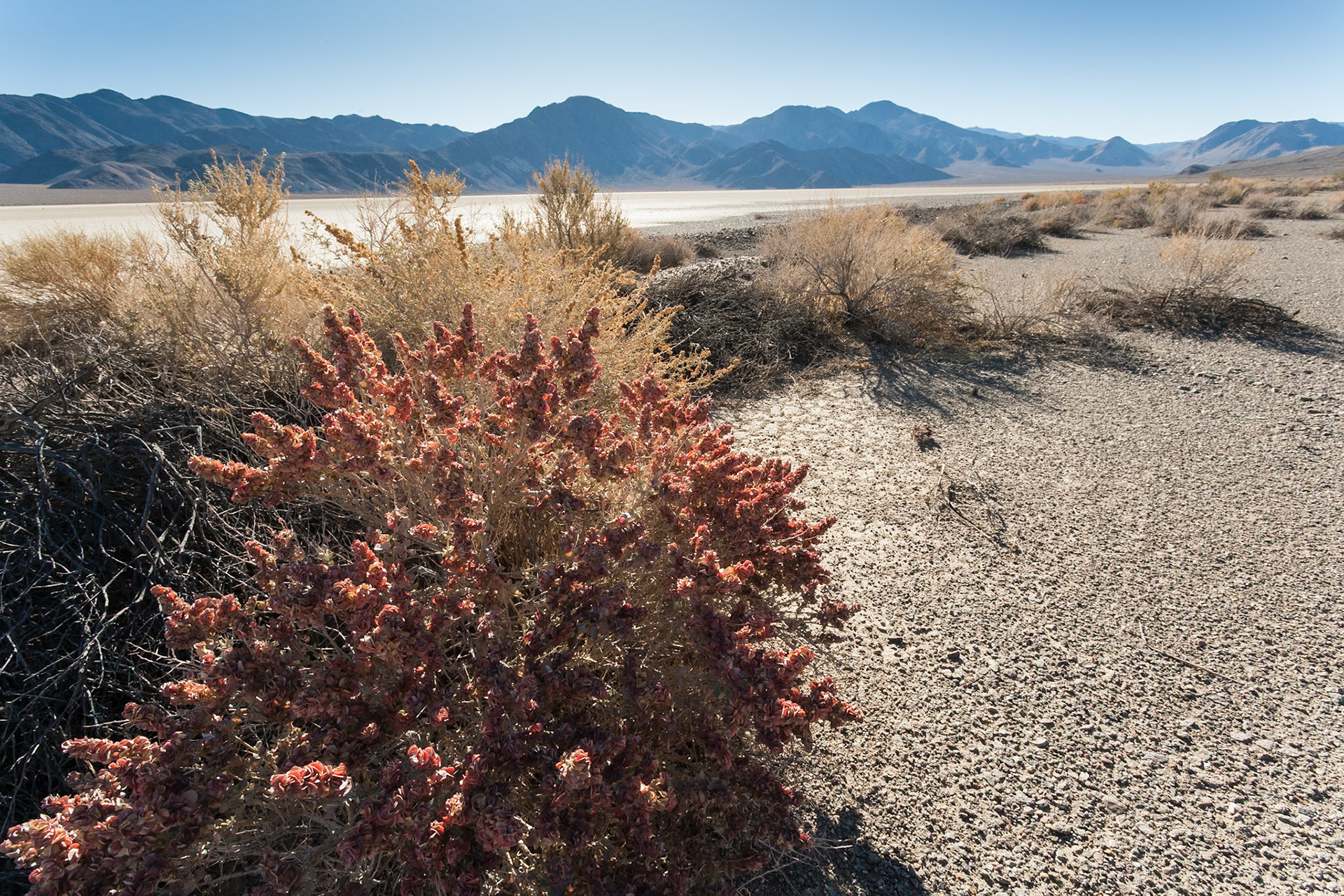 Scrub at the Racetrack in Death Valley, California, USA, ARTIFACTS PROBLEM