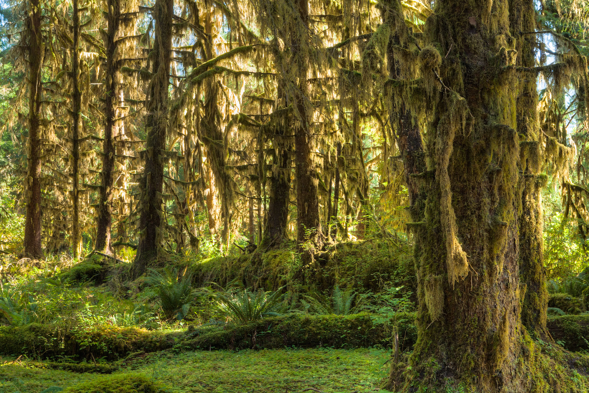 River Trail at Hoh Rainforest at Olympic National Park, Washington USA