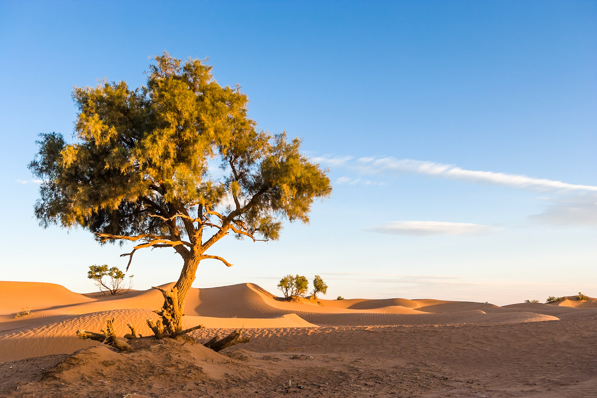 Sunrise at the dunes (Sahara) at Mhamid, Morocco