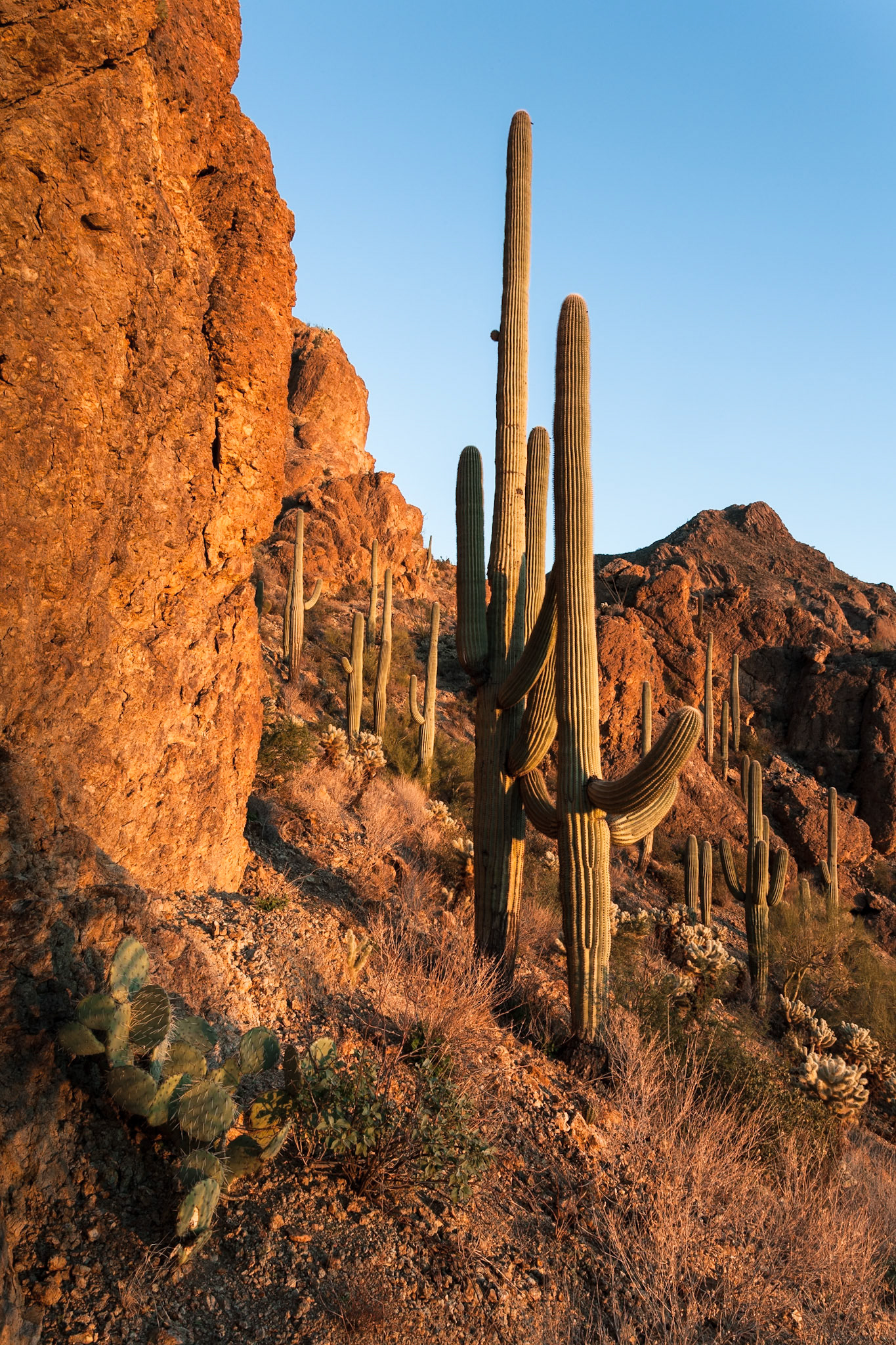Tucson Mountain Park at the Gate Pass at sunset, Arizona, USA