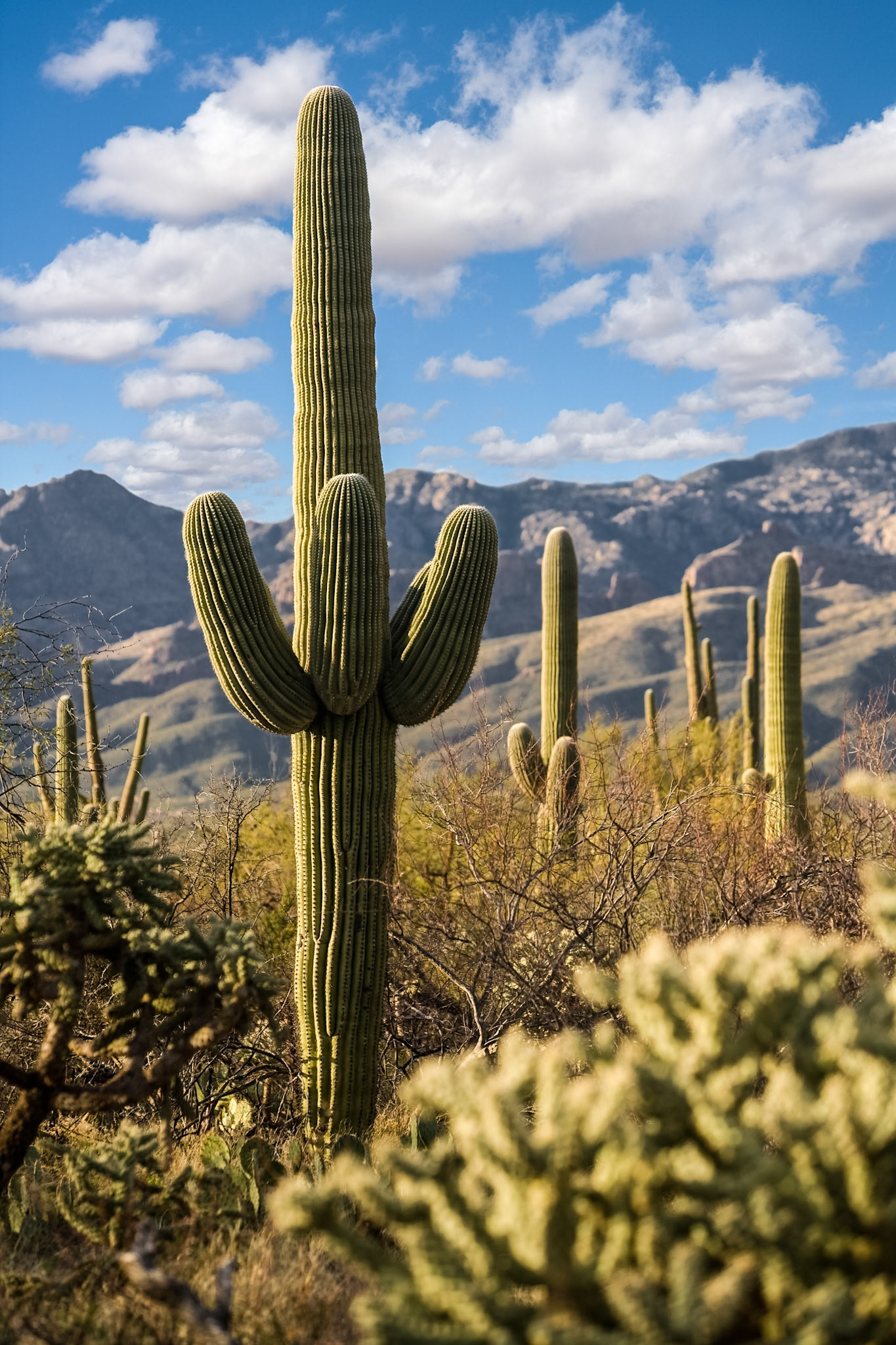 Saguaro National Park, AZ