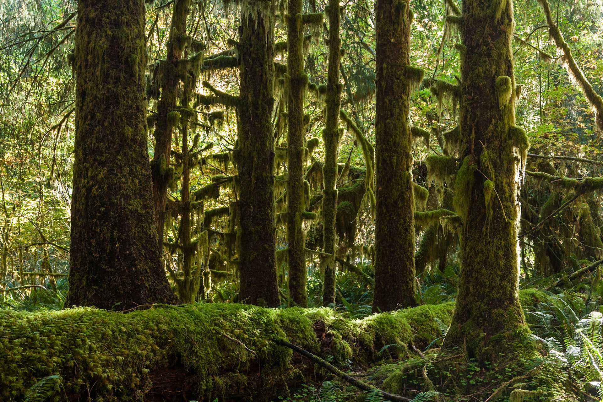 River Trail at Hoh Rainforest at Olympic National Park, Washington USA