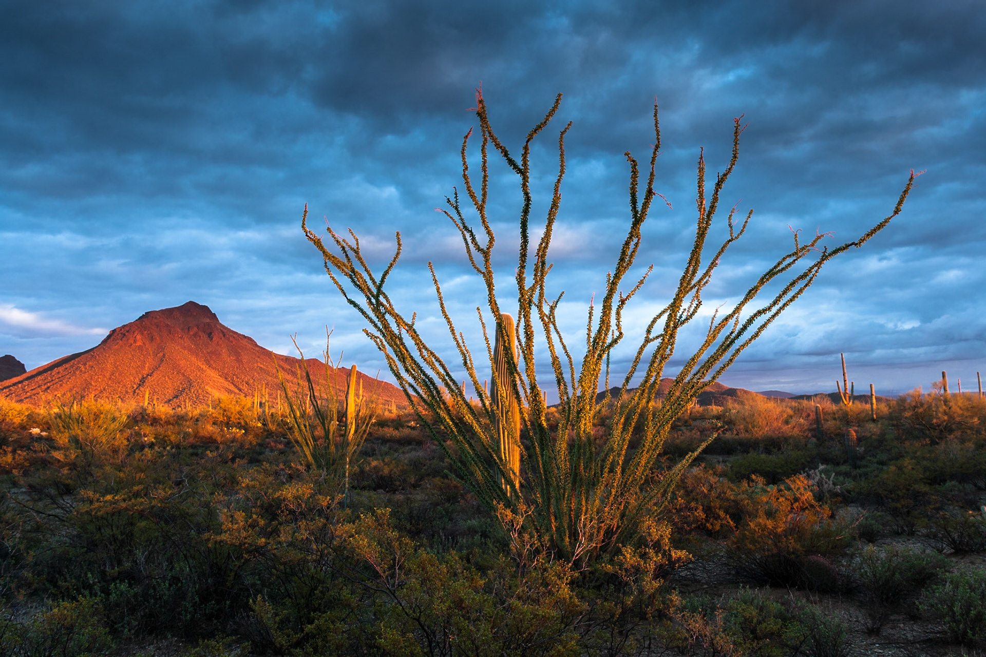 Sunset at Tucson Mountain Park near Gilbert Ray Campground, Arizona, USA