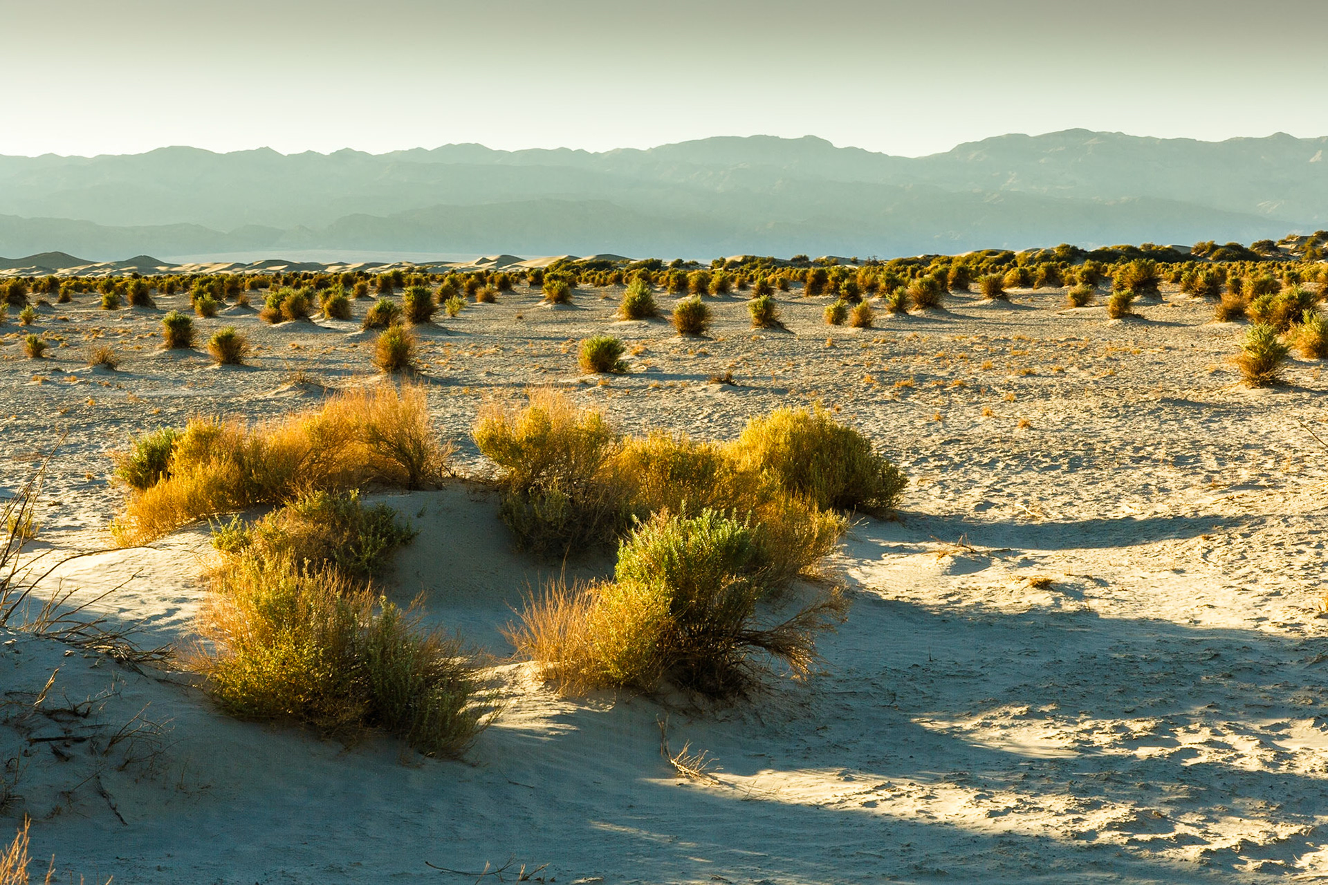 Devils Corn Field, Death Valley, California, USA