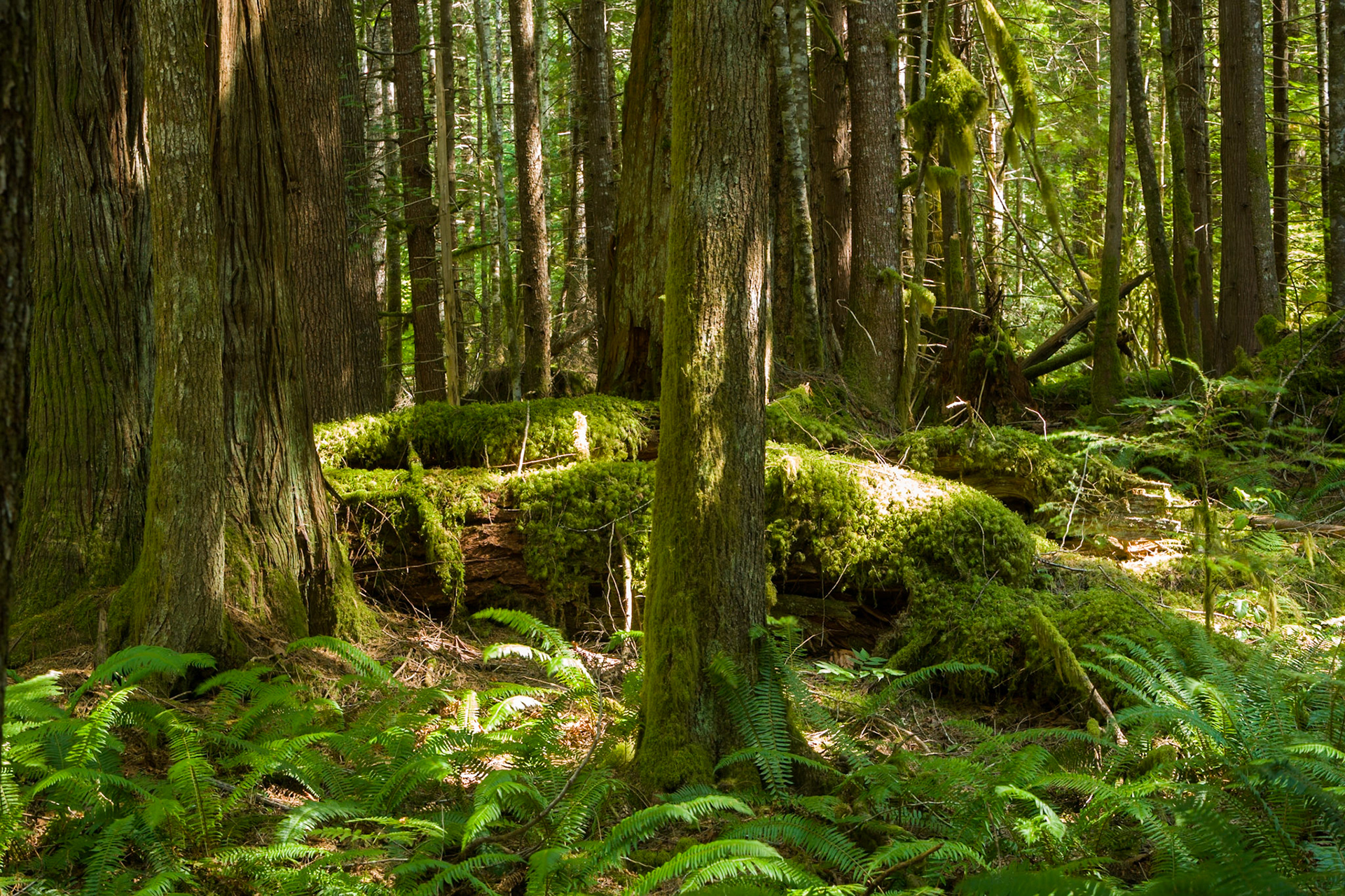 Newhalem Rainforest, North Cascades, WA, USA