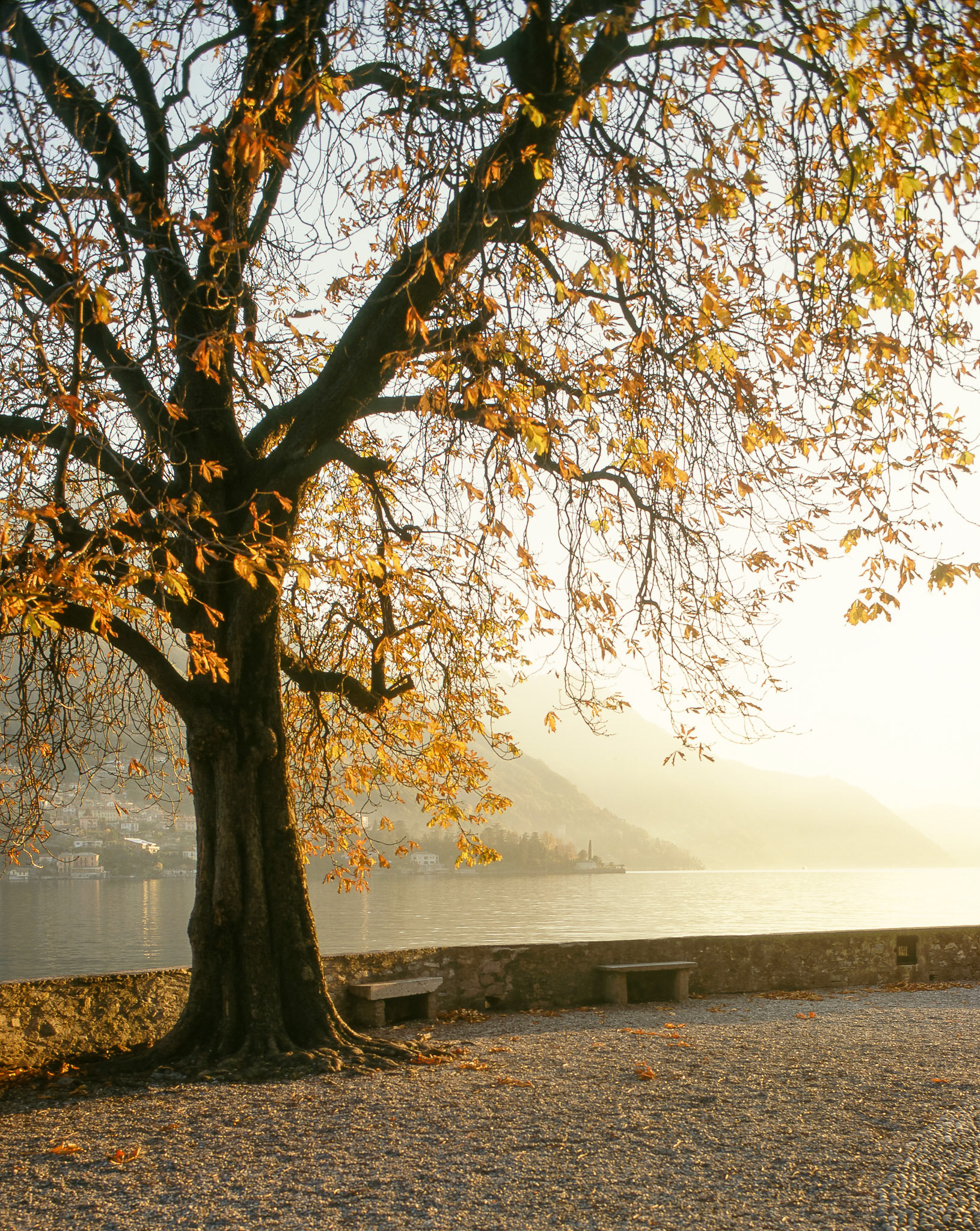 Autumn tree at the Lago di Garda