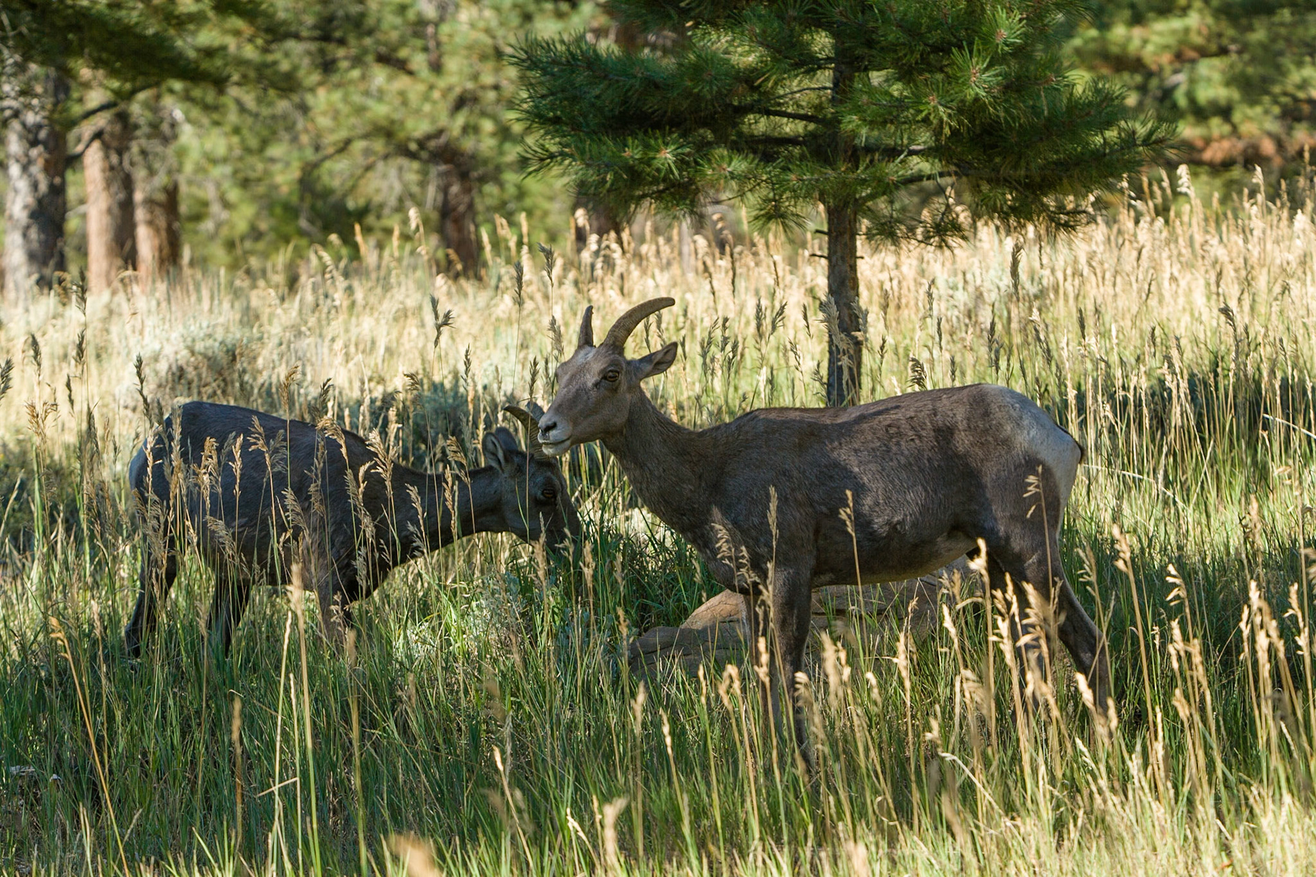 Big Horn Sheep in Flaming Gorge Recreational Area, UT, USA
