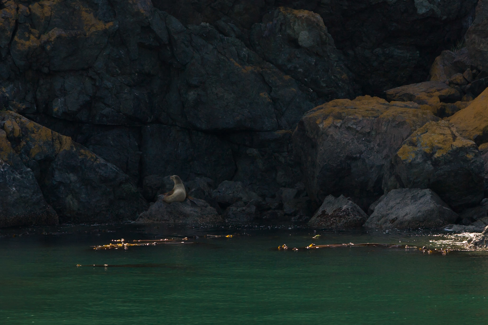 Orca Whales Tour from Anacortes to San Juan Island Washington, USA