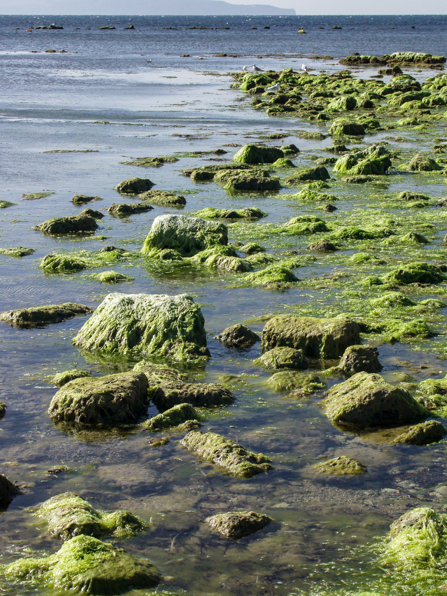 Seaweed on rocks at the harbor of Trapani, Sicily, Italy