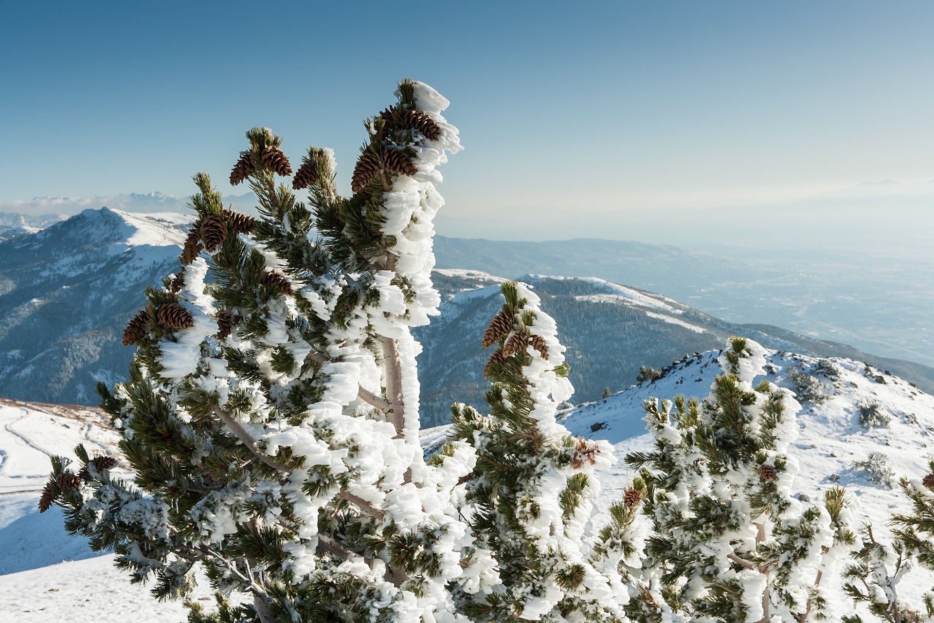 Wind formed Ice on tree at Francis Peak at Wasatch National Forest, Wasatch Range, Utah, USA