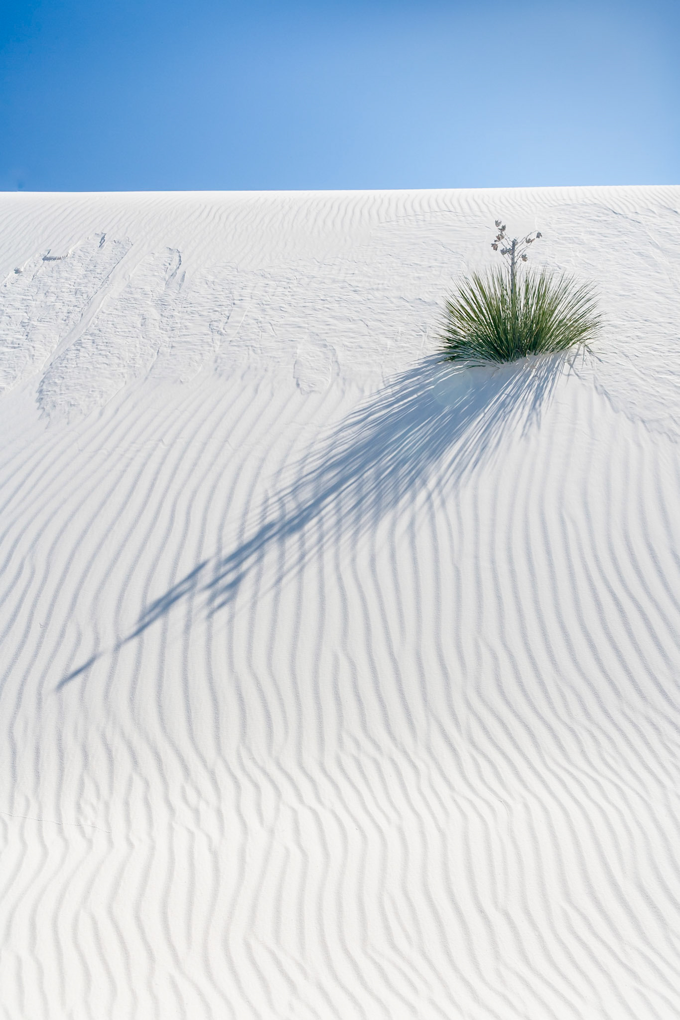 White Sand Dunes National Monument, New Mexico, USA