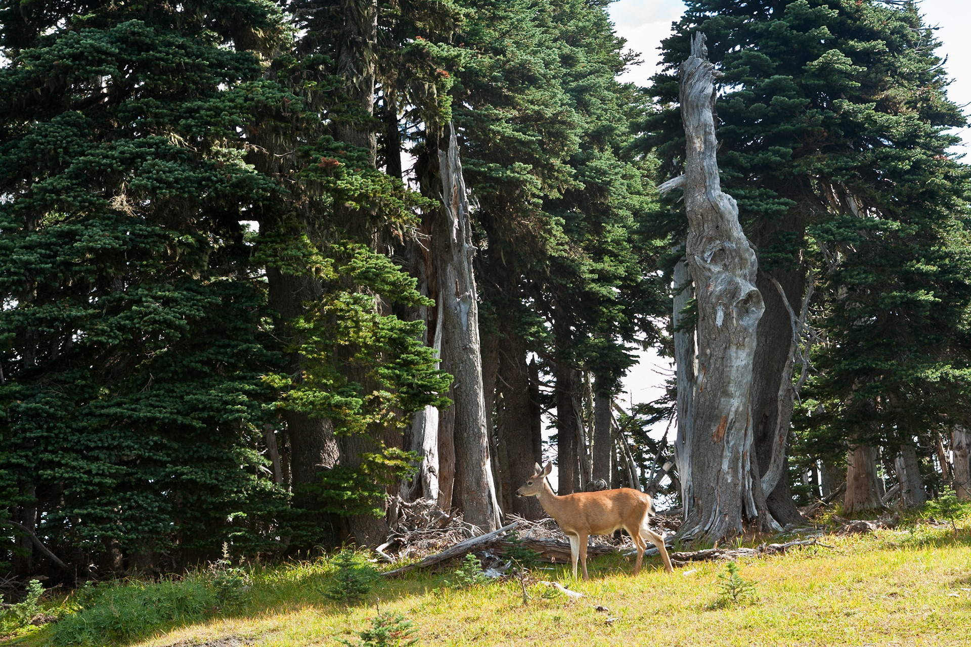 Deer at Hurricane Ridge, Olympic National Park, Washington, USA