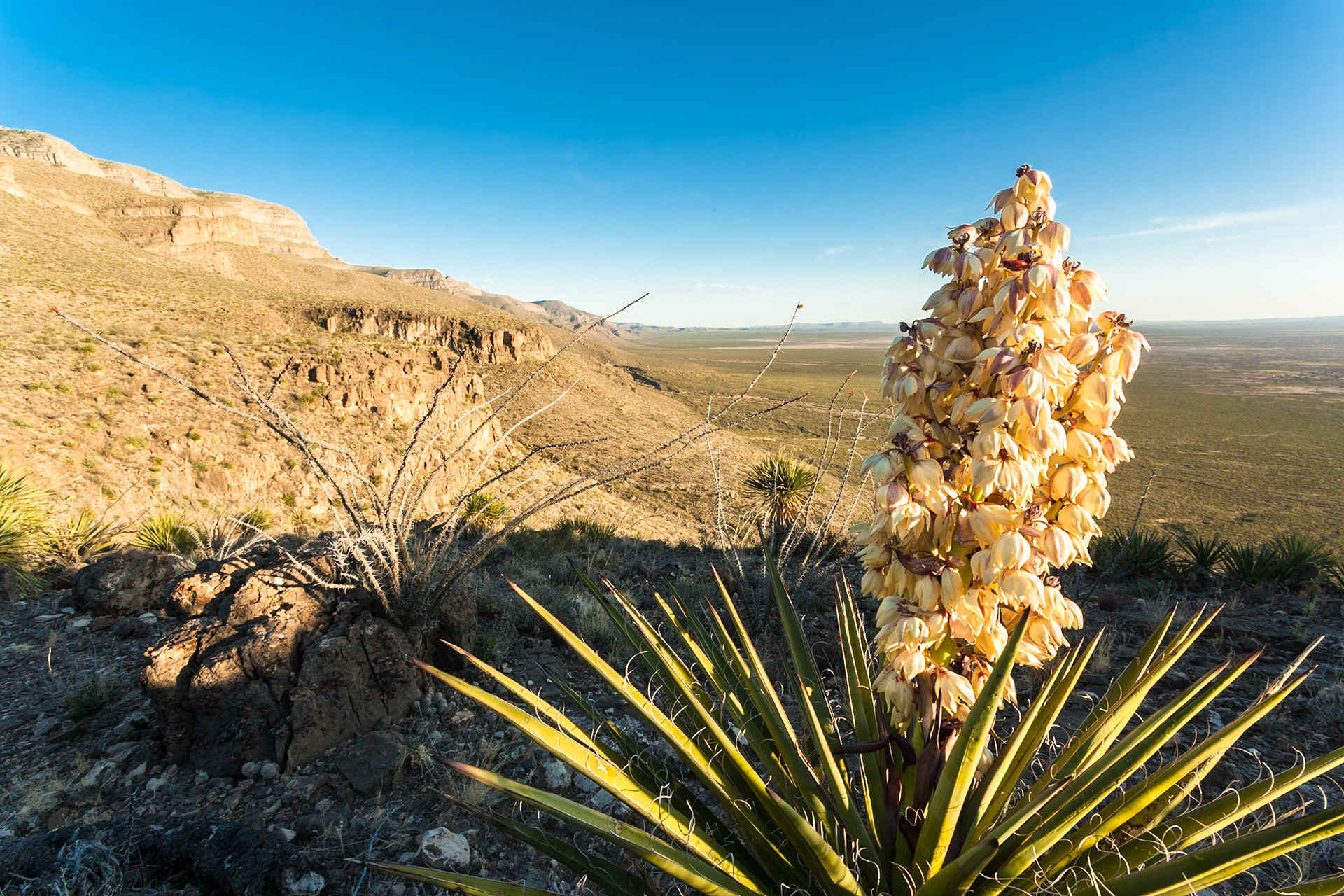 Agave in Oliver Lee State Park, New Mexico, USA