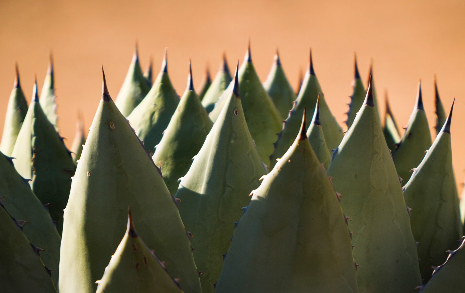 Cactus at Pancho Villa State Park, New Mexico, USA,