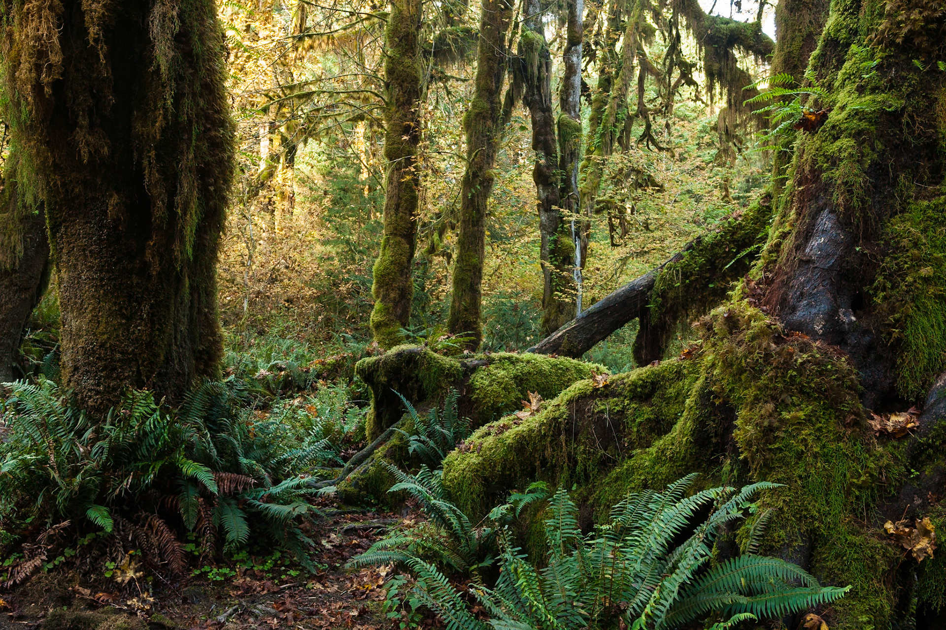 Hall of Mosses in the Hoh Rainforest at Olympic national Park, Washington, USA