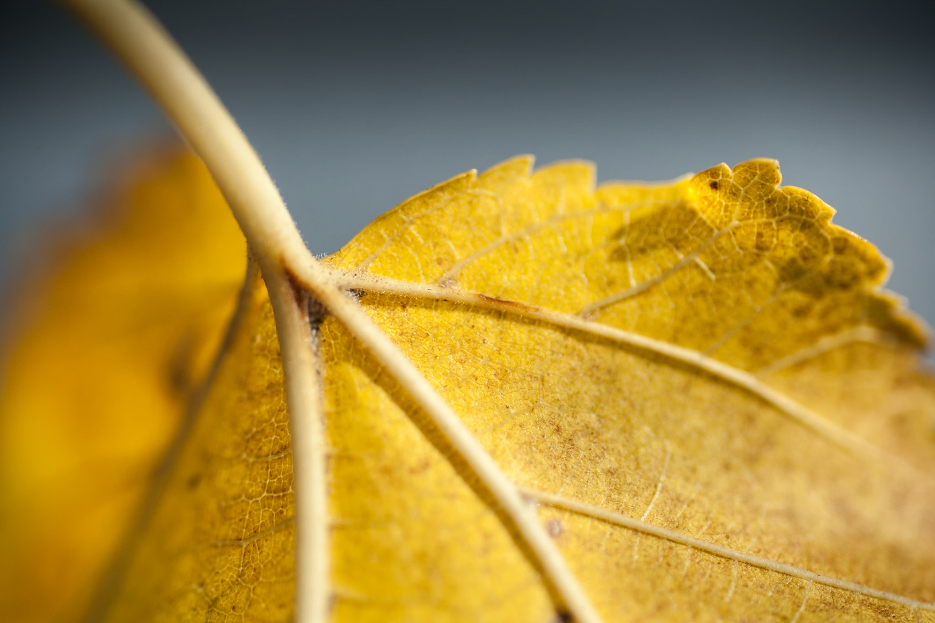 Yellow Autumn leaf, USA
