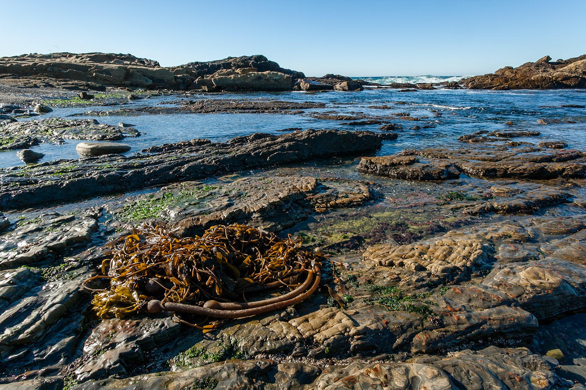 Point Lobos State Reserve near Carmel, California, USA, SIMILAR IMAGE(S) ALREADY SUBMITTED