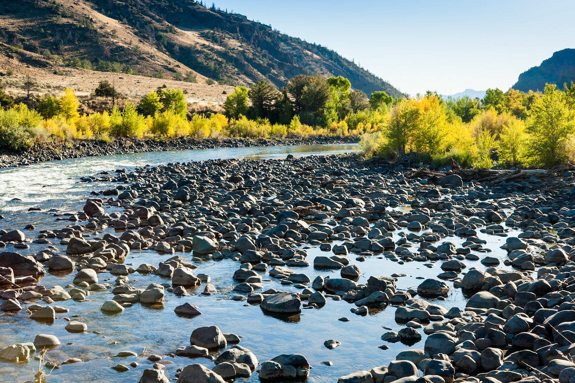 Boulders in the Shoshone River with colored trees at the borden in autumn at Wapiti Valley, Wyoming, WY, USA