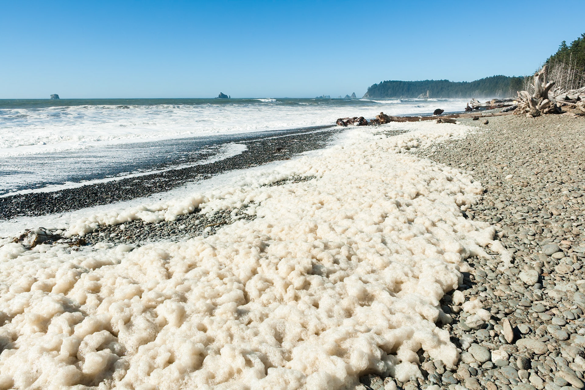 Sea Foam at First Beach near La Push, Olympic National Park, Washington, USA